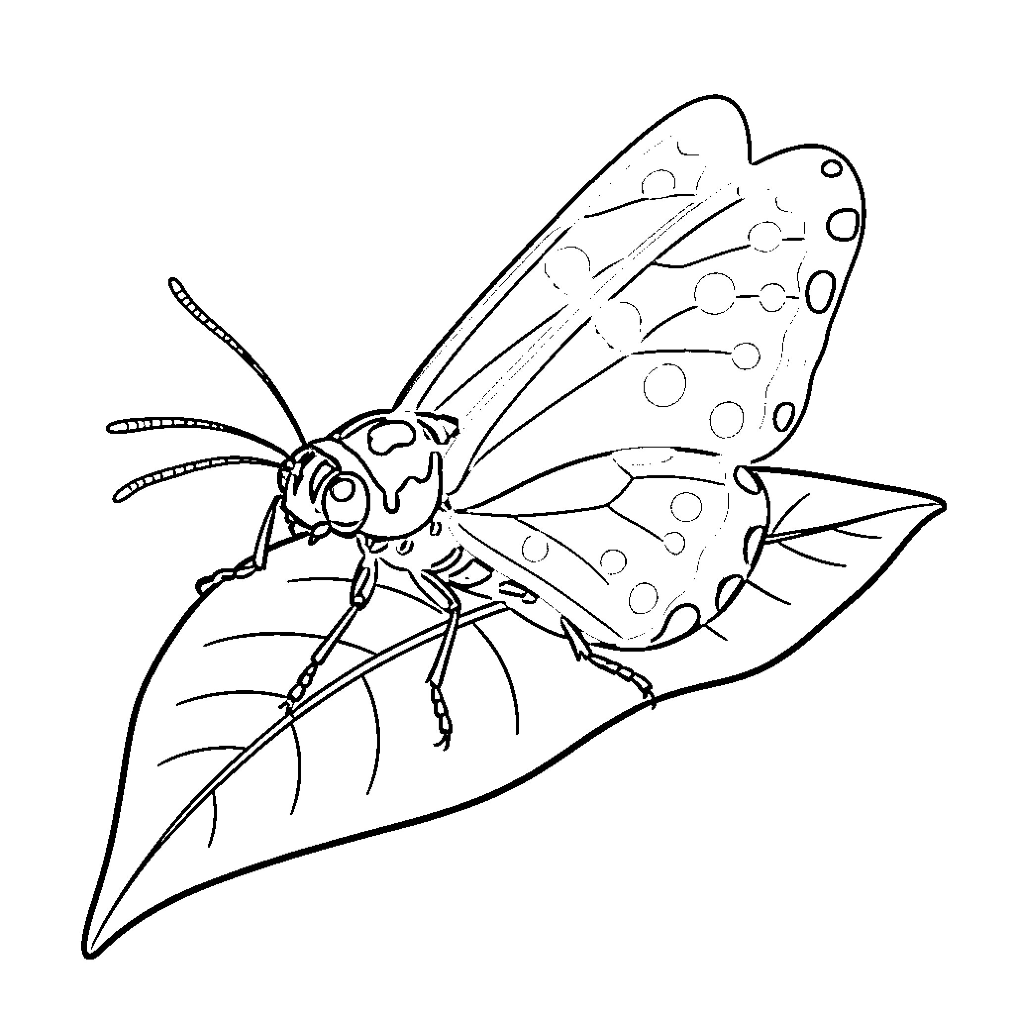 Ladybug resting on a leaf Coloring Page (free black-and-white line drawing printable PDF for all, from beginners to advanced learners, including children, teens, adults, and seniors)