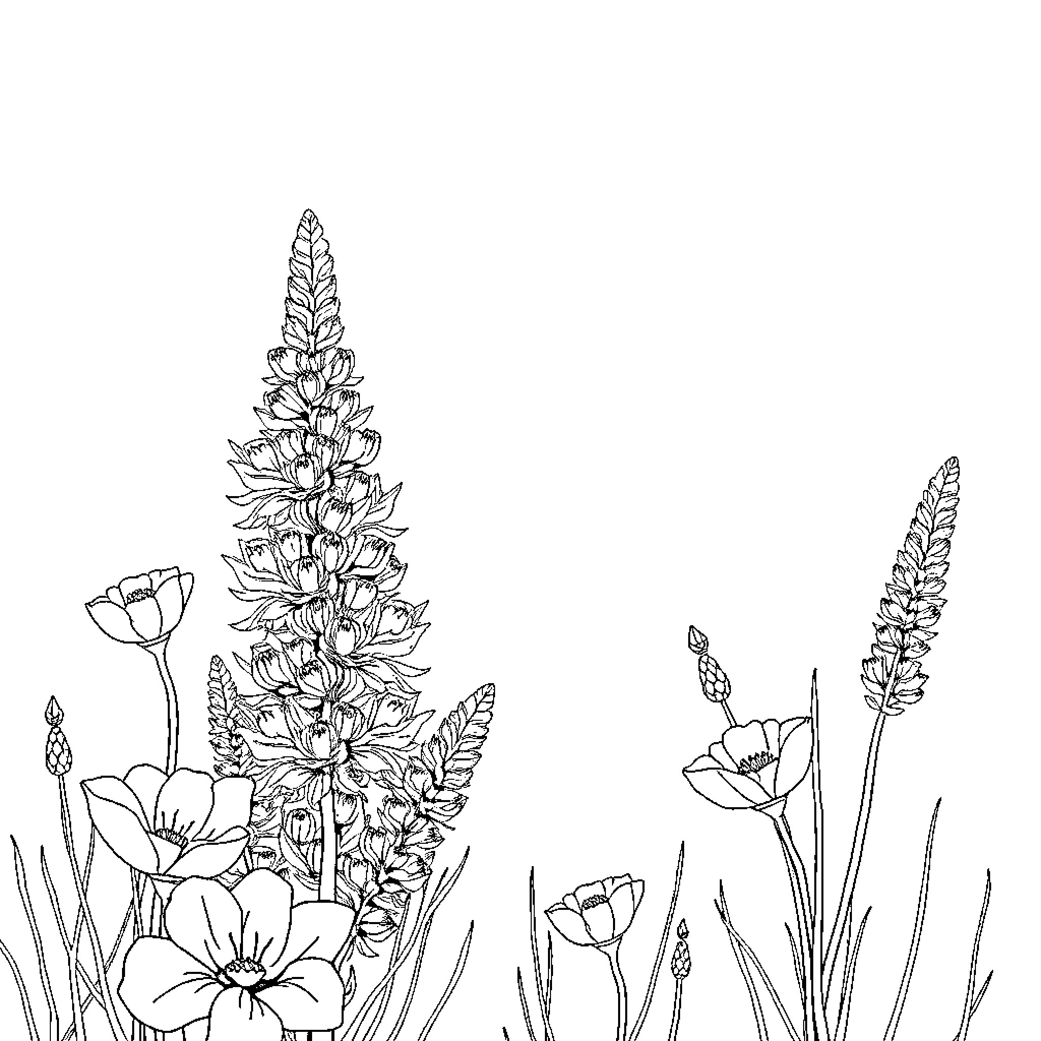 Aquarelle of various wildflowers growing in a field Coloring Page (free black-and-white line drawing printable PDF for all, from beginners to advanced learners, including children, teens, adults, and seniors)