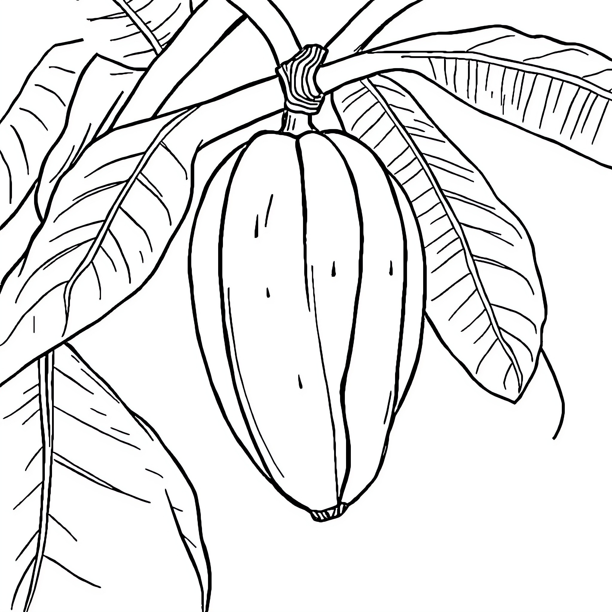 Banana growing on a leafy branch Coloring Page (free black-and-white line drawing printable PDF for all, from beginners to advanced learners, including children, teens, adults, and seniors)