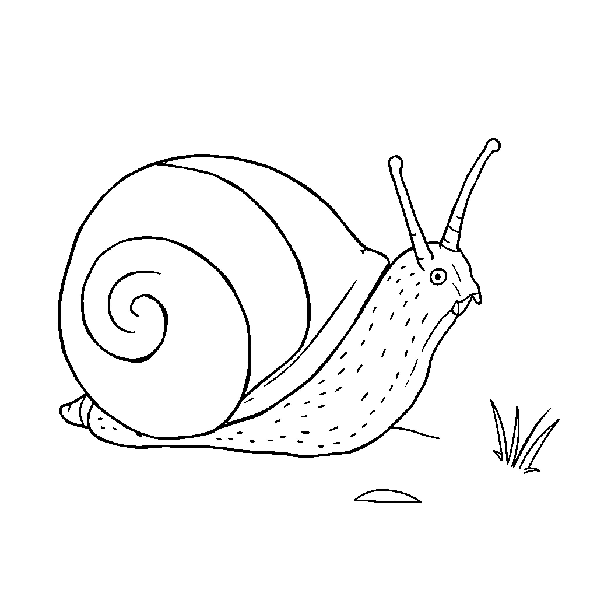 Snail crawling on grass Coloring Page (free black-and-white line drawing printable PDF for all, from beginners to advanced learners, including children, teens, adults, and seniors)