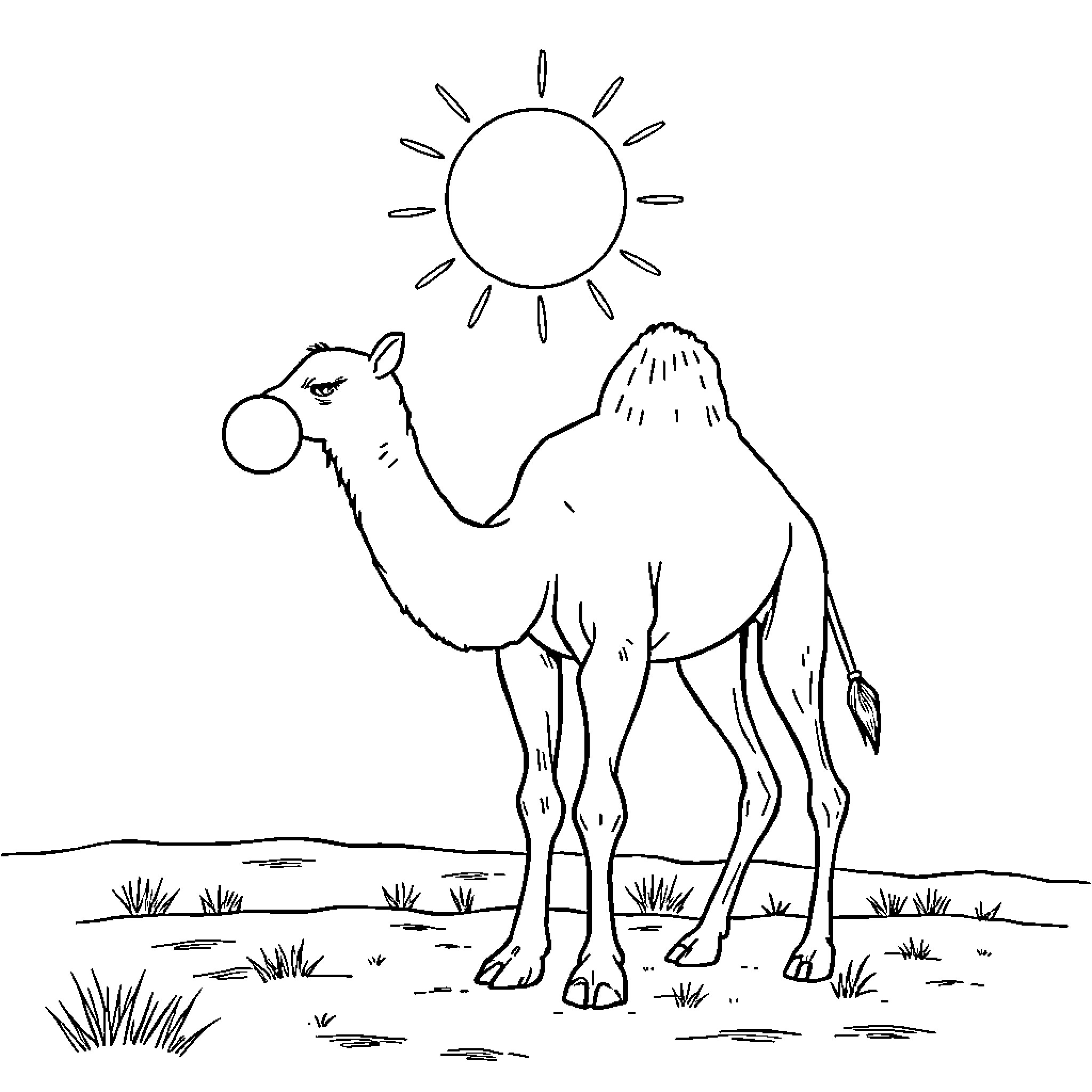 Camel enjoying a sunny day in the desert Coloring Page (free black-and-white line drawing printable PDF for all, from beginners to advanced learners, including children, teens, adults, and seniors)