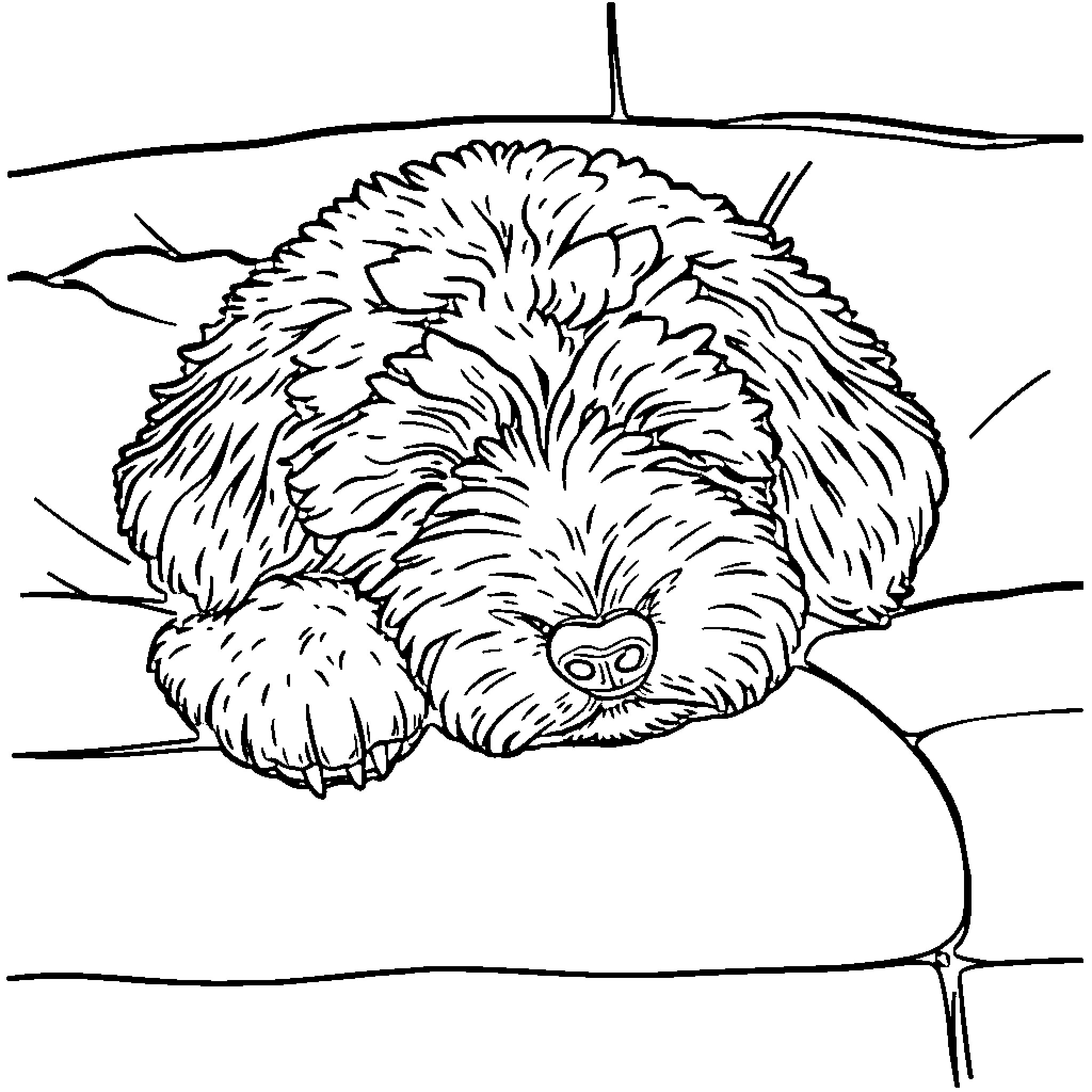 Labradoodle sleeping peacefully on couch Coloring Page (free black-and-white line drawing printable PDF for all, from beginners to advanced learners, including children, teens, adults, and seniors)