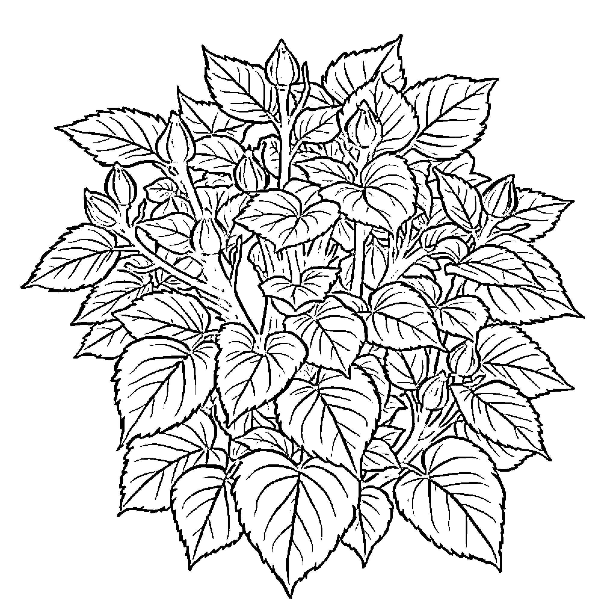 Romine's Vibrant Leaf Arrangement Coloring Page (free black-and-white line drawing printable PDF for all, from beginners to advanced learners, including children, teens, adults, and seniors)