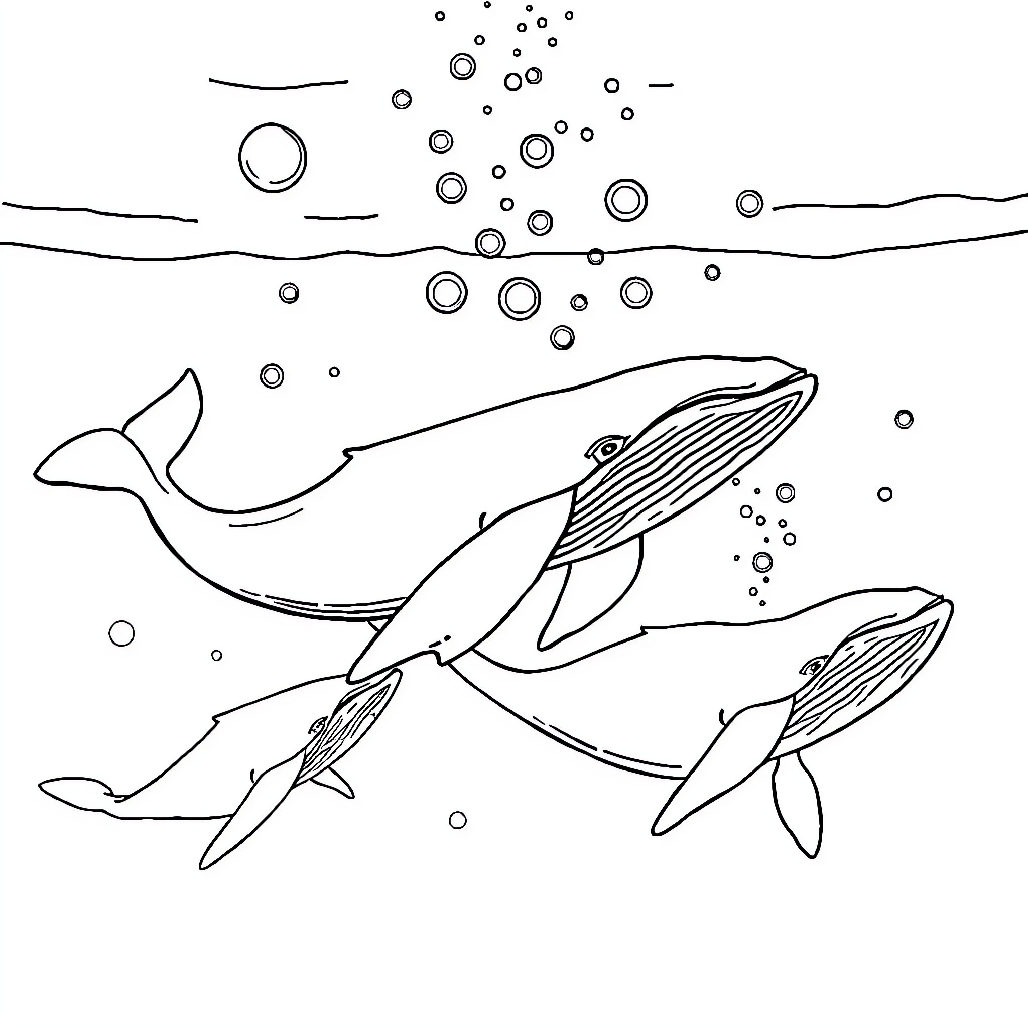 Whale exploring the underwater world Coloring Page (free black-and-white line drawing printable PDF for all, from beginners to advanced learners, including children, teens, adults, and seniors)