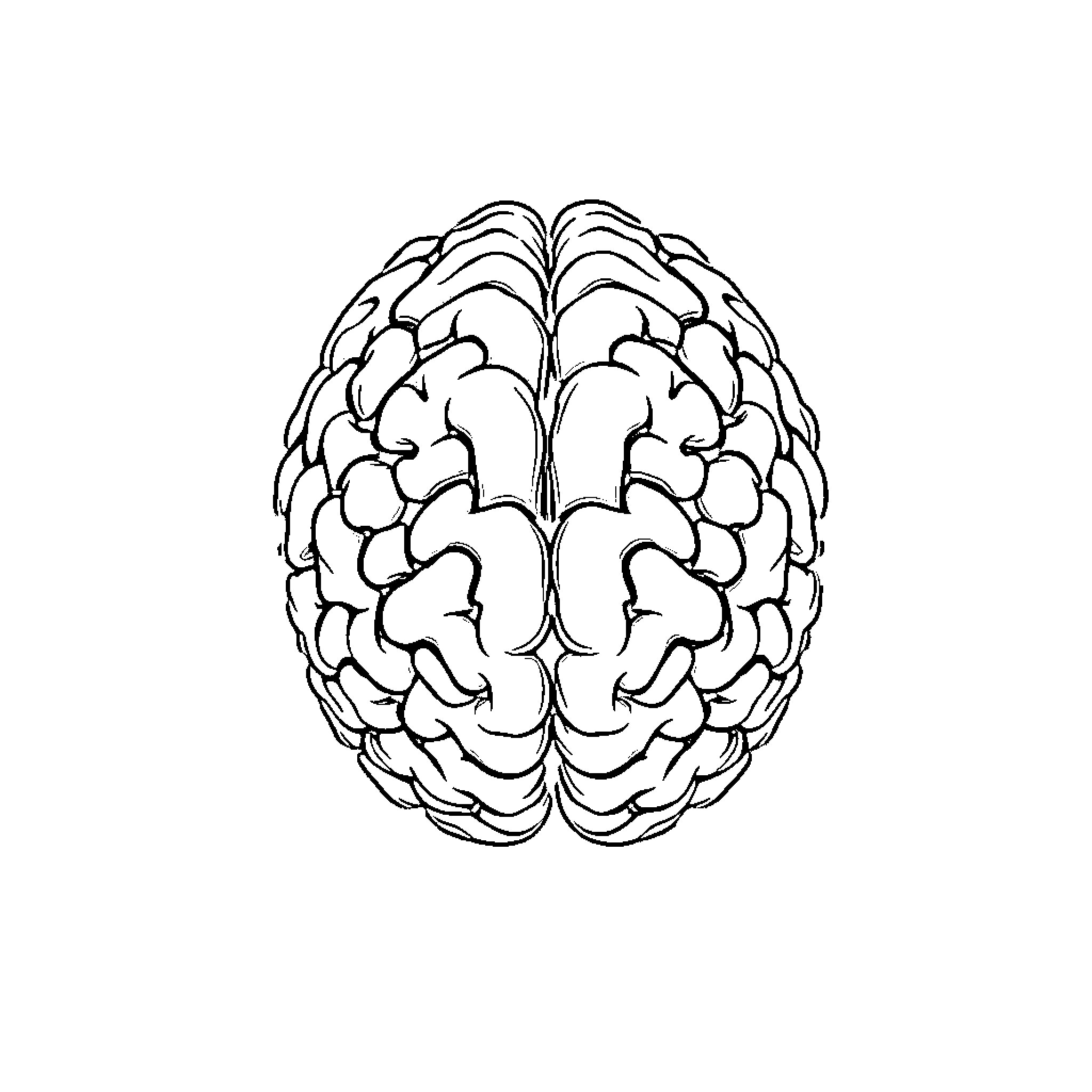 Brain anatomy diagram illustration Coloring Page (free black-and-white line drawing printable PDF for all, from beginners to advanced learners, including children, teens, adults, and seniors)