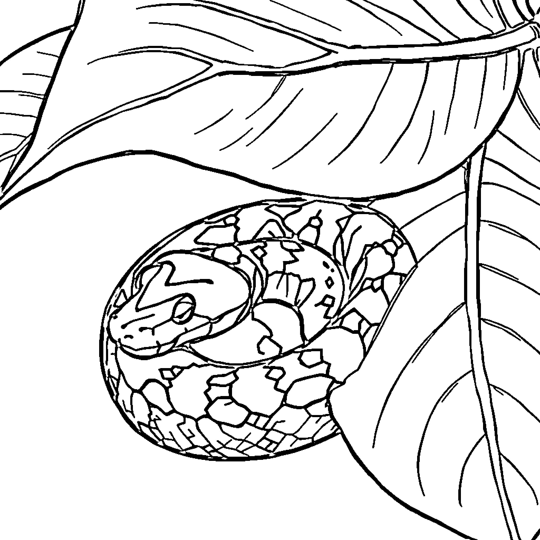 Ball Python curled up on leaf Coloring Page (free black-and-white line drawing printable PDF for all, from beginners to advanced learners, including children, teens, adults, and seniors)