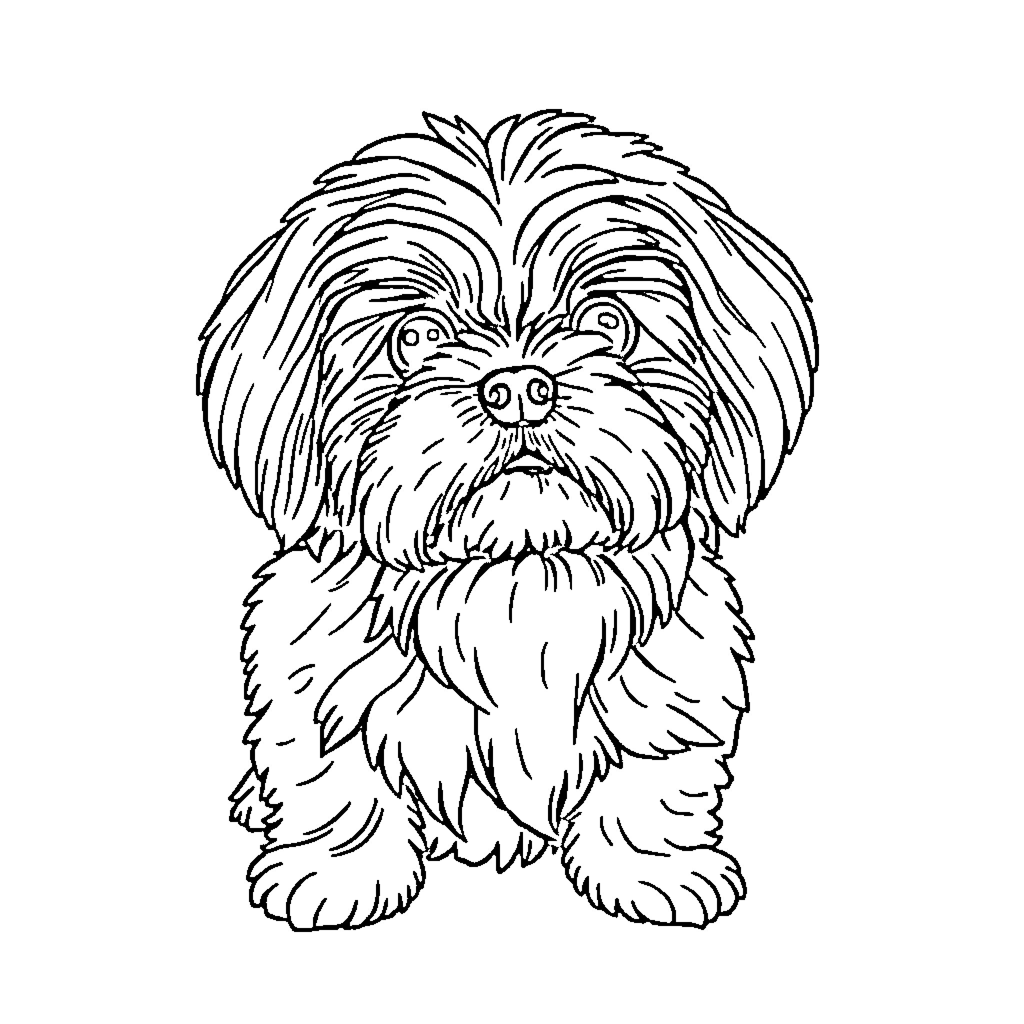 Shih Tzu pup with playful expression Coloring Page (free black-and-white line drawing printable PDF for all, from beginners to advanced learners, including children, teens, adults, and seniors)