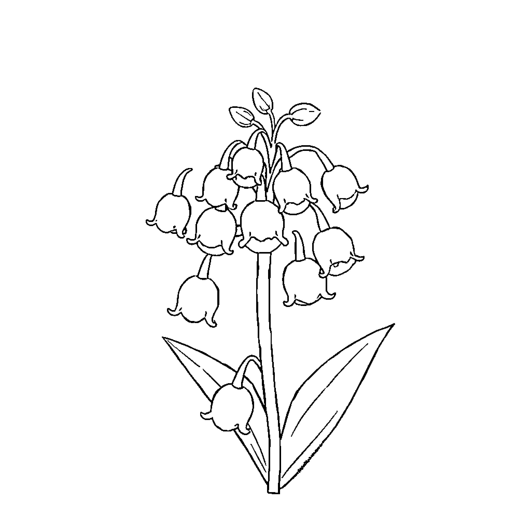 Lily's Delicate Flower Blossoms Coloring Page (free black-and-white line drawing printable PDF for all, from beginners to advanced learners, including children, teens, adults, and seniors)