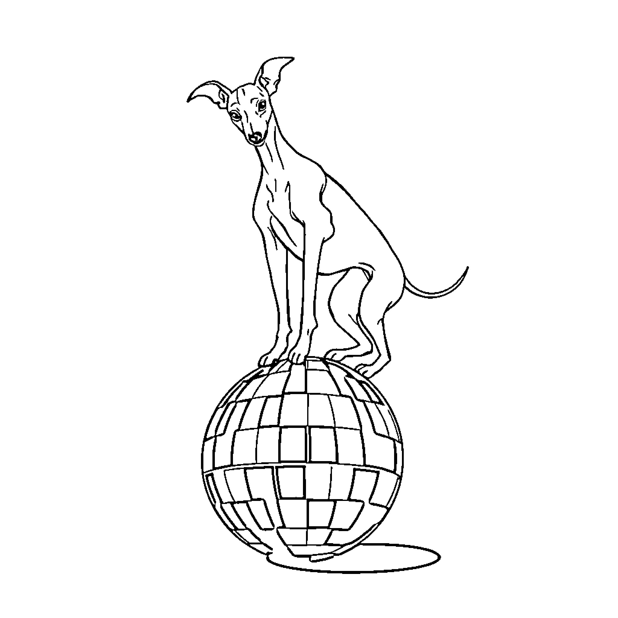 Italian Greyhound standing on a disco ball Coloring Page (free black-and-white line drawing printable PDF for all, from beginners to advanced learners, including children, teens, adults, and seniors)