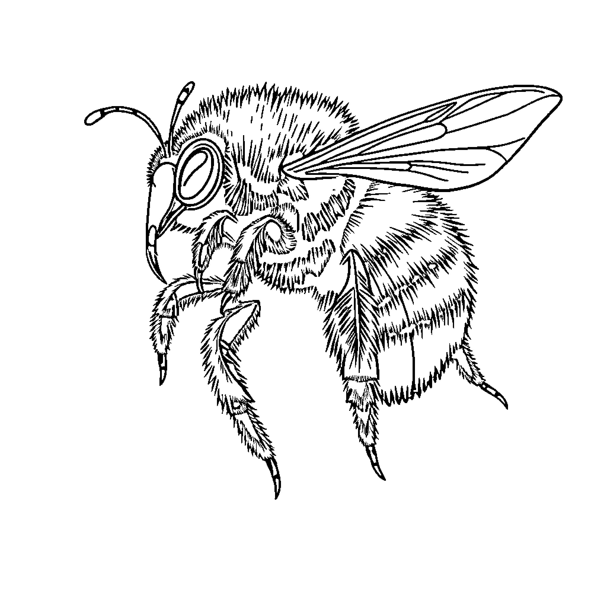 Bumblebee in detailed sketch illustration Coloring Page (free black-and-white line drawing printable PDF for all, from beginners to advanced learners, including children, teens, adults, and seniors)