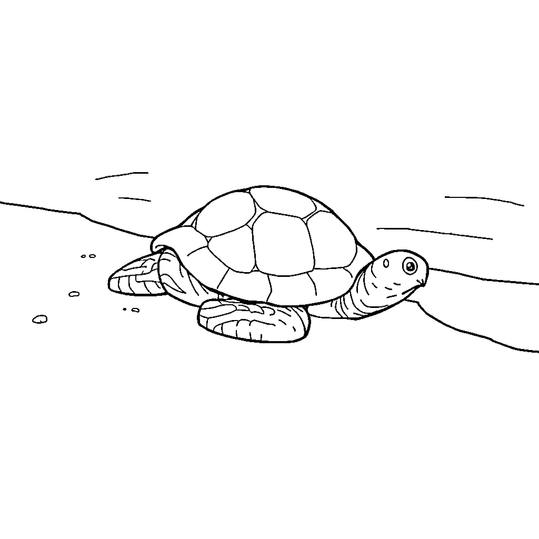 Turd Turtle Floating in the Water Coloring Page (free black-and-white line drawing printable PDF for all, from beginners to advanced learners, including children, teens, adults, and seniors)