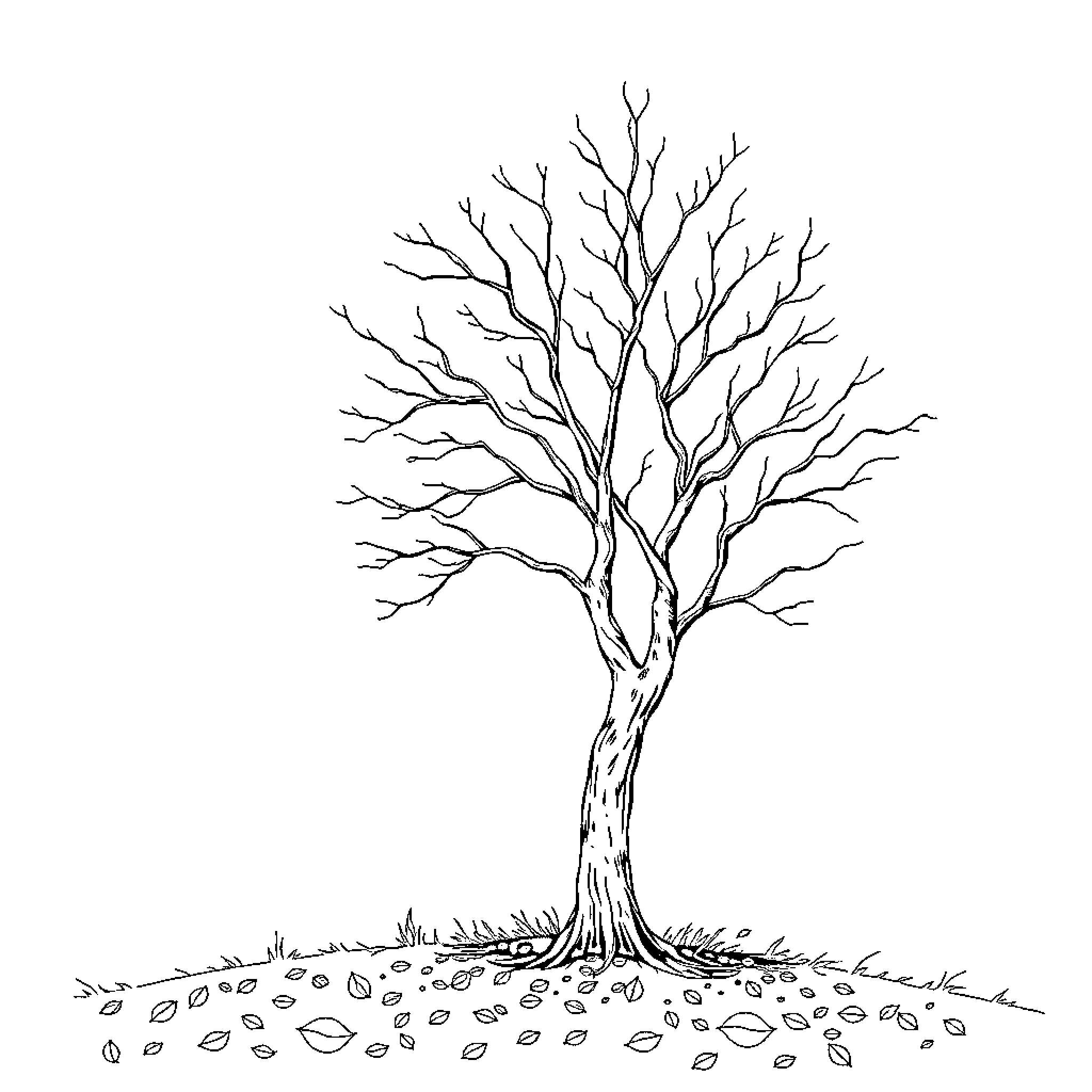 Tree with Barren Branches in Autumn Coloring Page (free black-and-white line drawing printable PDF for all, from beginners to advanced learners, including children, teens, adults, and seniors)