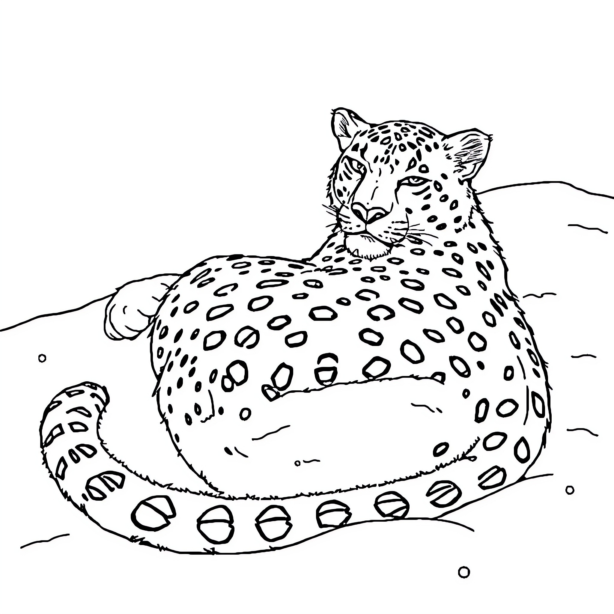 Snow Leopard resting on the ground Coloring Page (free black-and-white line drawing printable PDF for all, from beginners to advanced learners, including children, teens, adults, and seniors)
