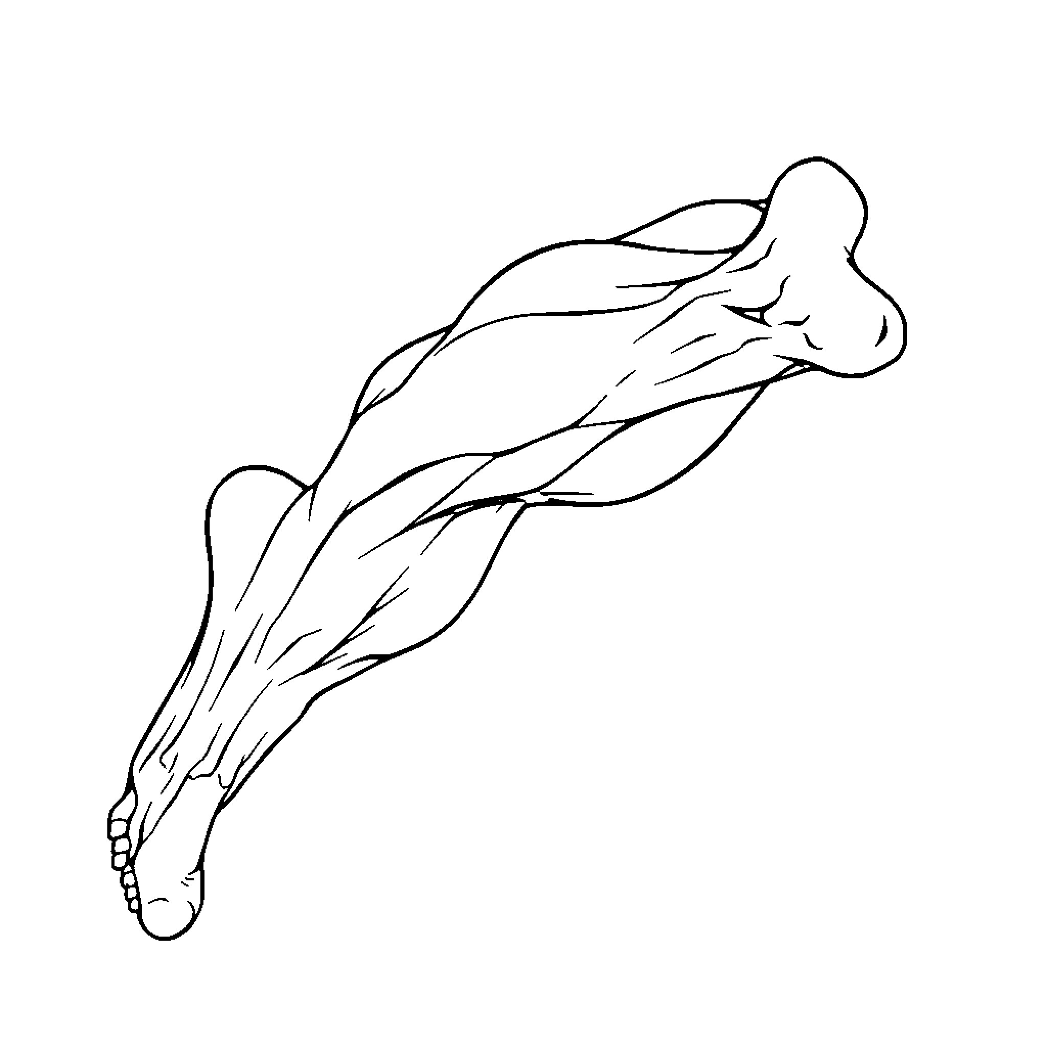 Leg pushing forward dynamically Coloring Page (free black-and-white line drawing printable PDF for all, from beginners to advanced learners, including children, teens, adults, and seniors)
