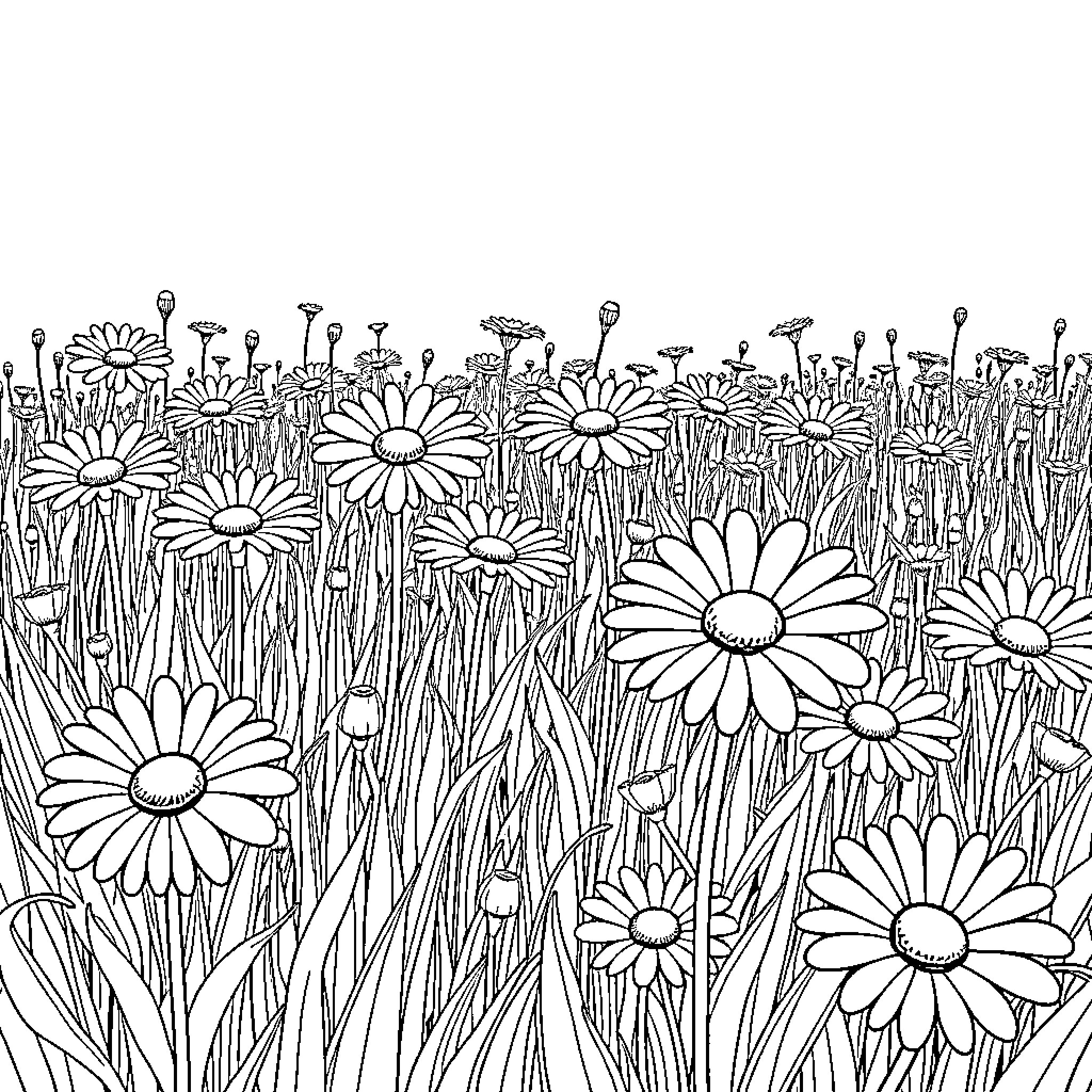Daisy flowers blooming in a lush meadow Coloring Page (free black-and-white line drawing printable PDF for all, from beginners to advanced learners, including children, teens, adults, and seniors)