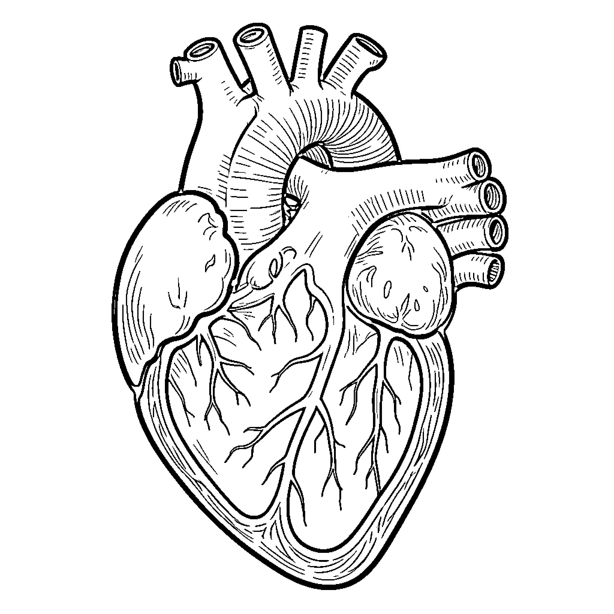 Heart anatomy showing detailed vessels and structure Coloring Page (free black-and-white line drawing printable PDF for all, from beginners to advanced learners, including children, teens, adults, and seniors)