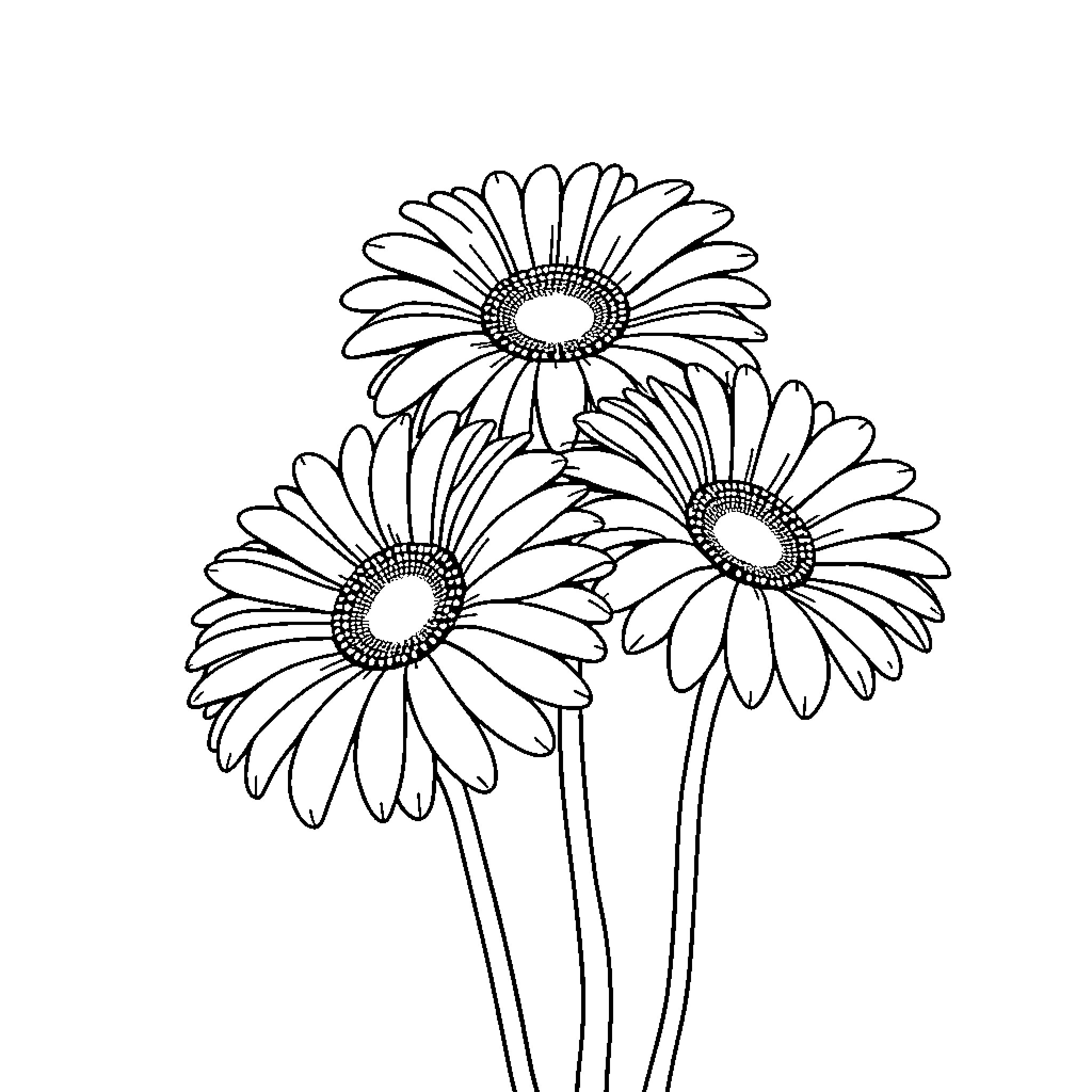Gerbera Daisy Flowers in Black and White Coloring Page (free black-and-white line drawing printable PDF for all, from beginners to advanced learners, including children, teens, adults, and seniors)