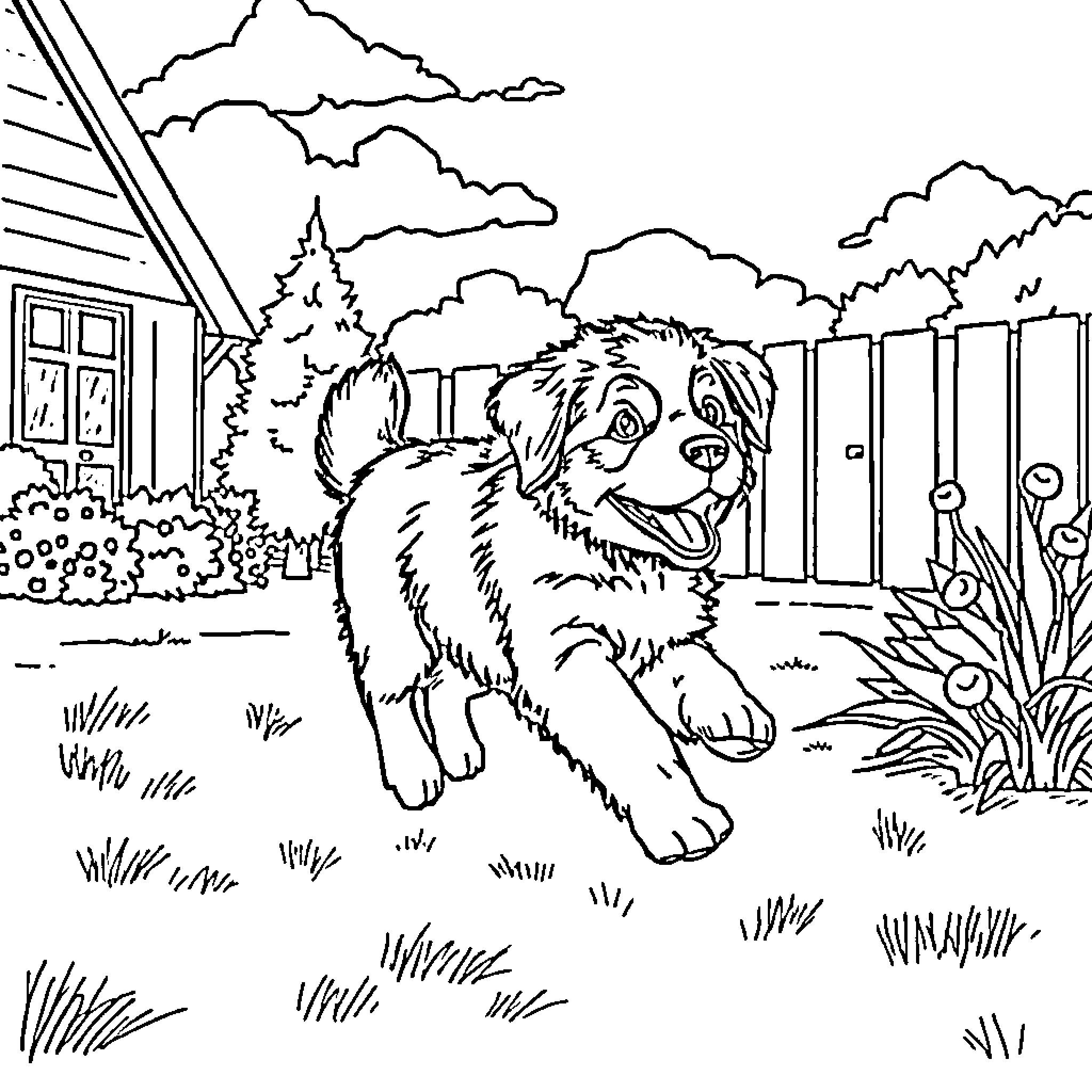 Bernese Mountain Dog playing happily in the backyard Coloring Page (free black-and-white line drawing printable PDF for all, from beginners to advanced learners, including children, teens, adults, and seniors)