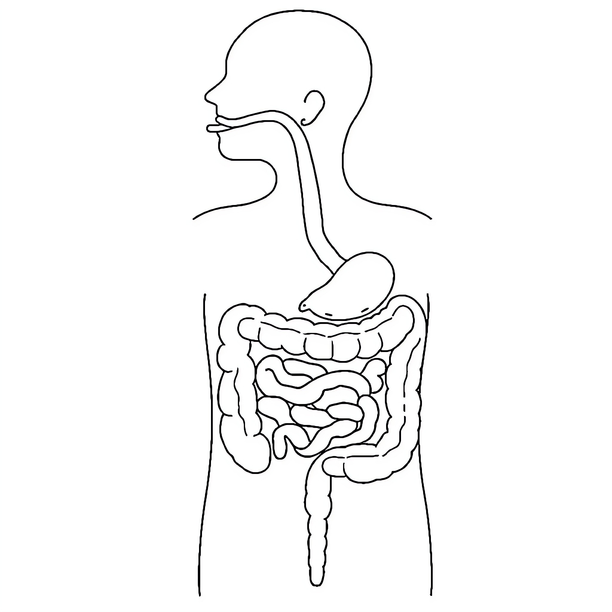 Digestive System Outline Coloring Page (free black-and-white line drawing printable PDF for all, from beginners to advanced learners, including children, teens, adults, and seniors)