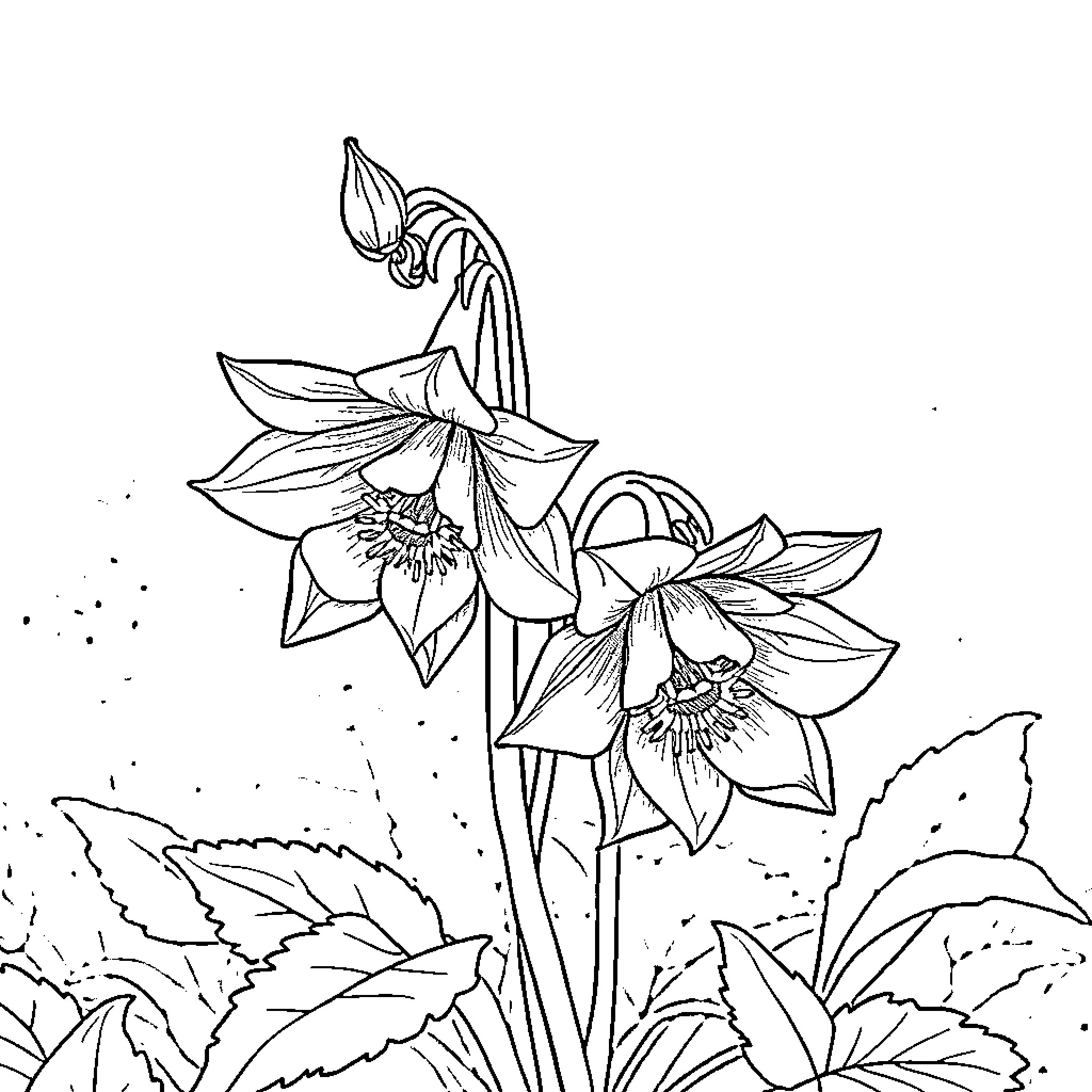 Hellebore flowers in peaceful natural setting Coloring Page (free black-and-white line drawing printable PDF for all, from beginners to advanced learners, including children, teens, adults, and seniors)
