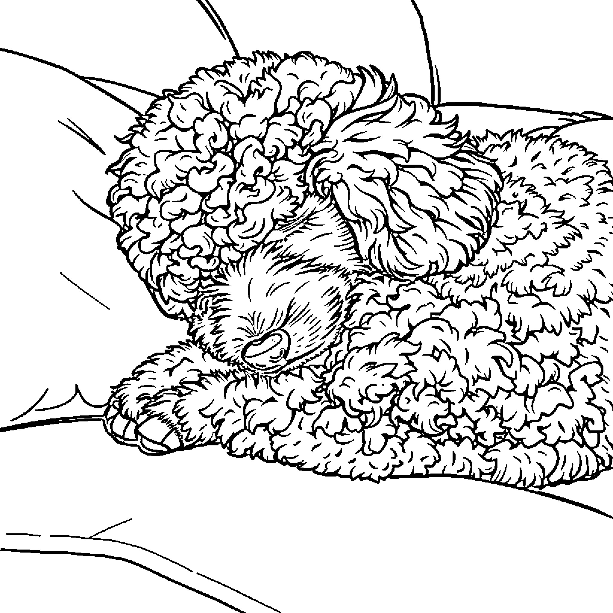 Poodle curled up in a cozy den Coloring Page (free black-and-white line drawing printable PDF for all, from beginners to advanced learners, including children, teens, adults, and seniors)