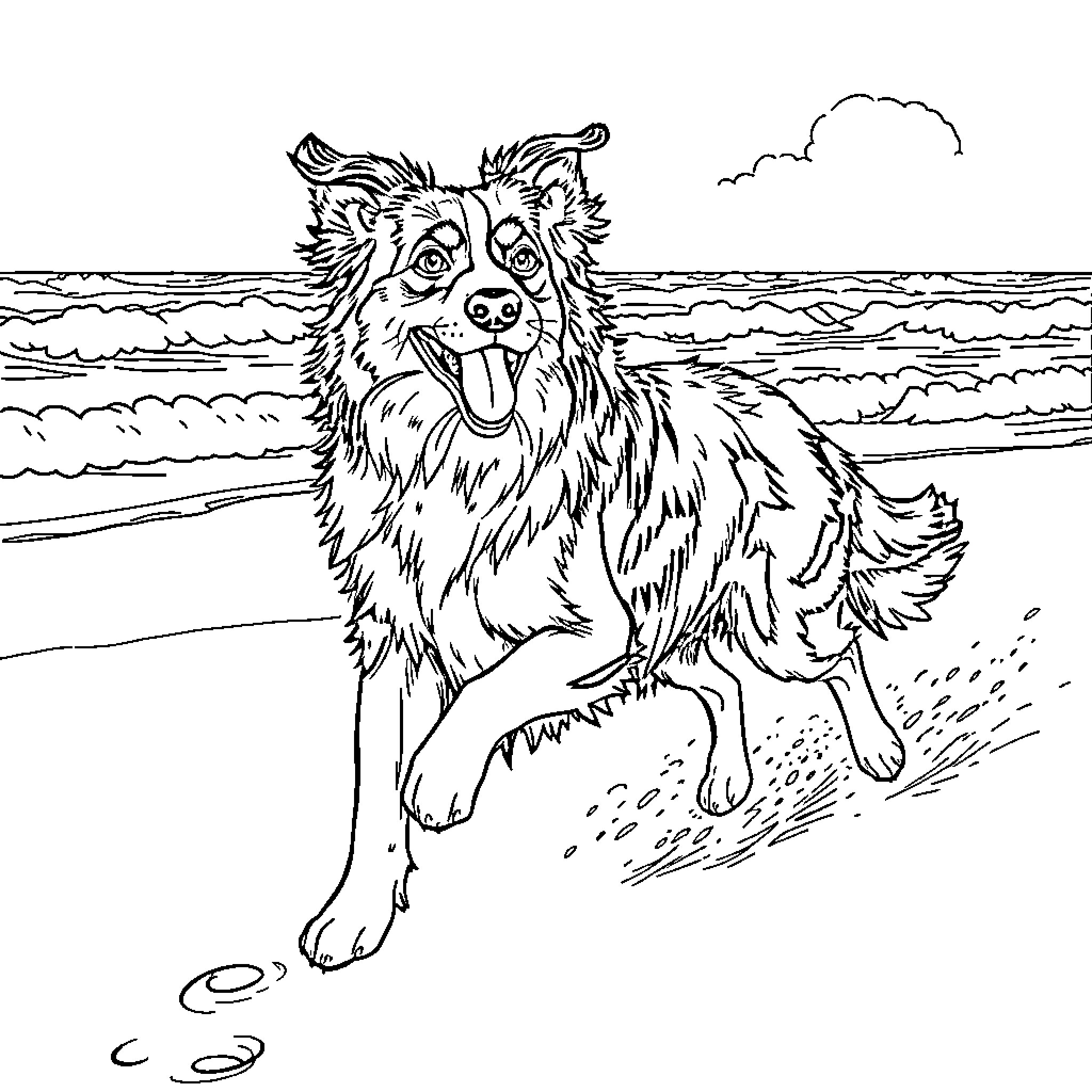 Australian Shepherd playing joyfully on the beach Coloring Page (free black-and-white line drawing printable PDF for all, from beginners to advanced learners, including children, teens, adults, and seniors)