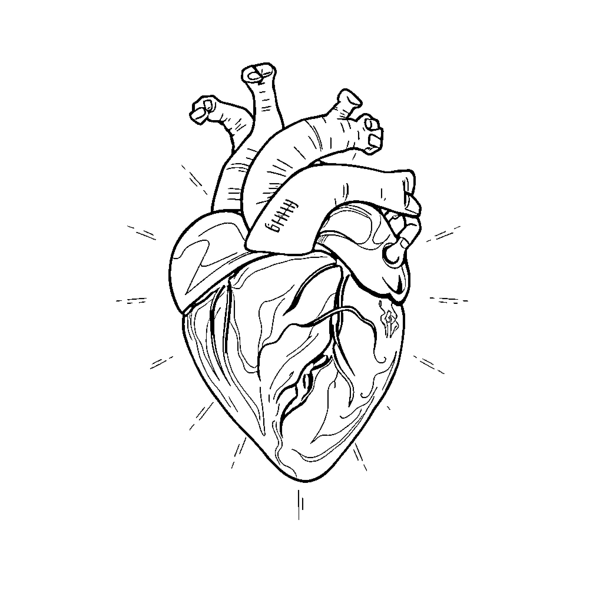 Heart Anatomical Illustration Coloring Page (free black-and-white line drawing printable PDF for all, from beginners to advanced learners, including children, teens, adults, and seniors)