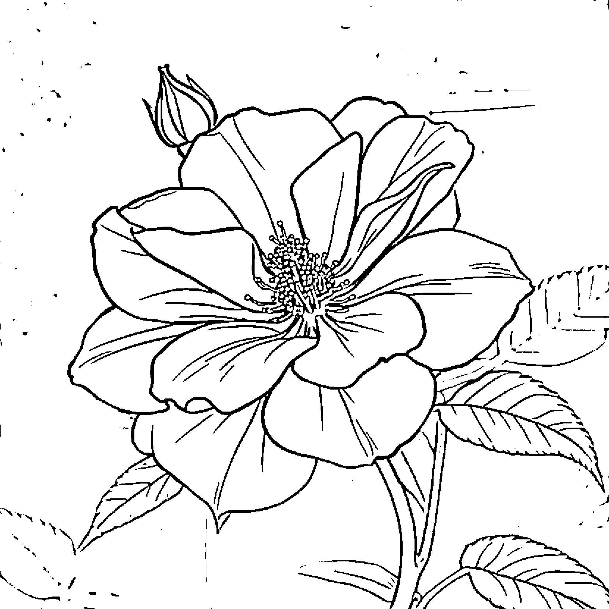 Salice Rose's artistic flower illustration Coloring Page (free black-and-white line drawing printable PDF for all, from beginners to advanced learners, including children, teens, adults, and seniors)