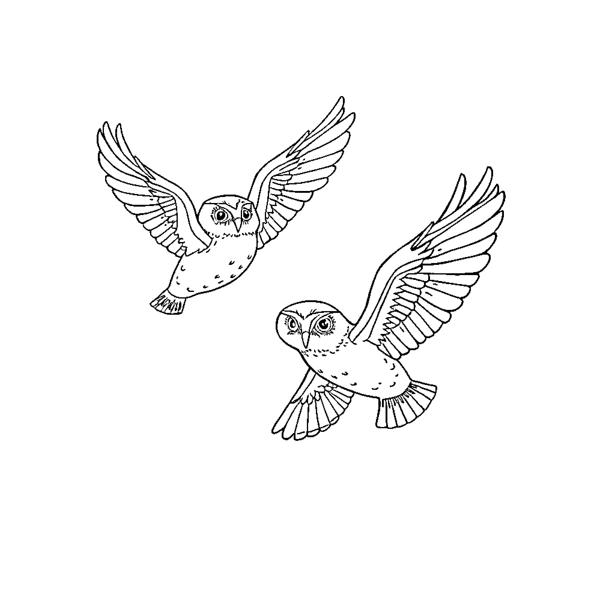 Owls in flight with outstretched wings Coloring Page (free black-and-white line drawing printable PDF for all, from beginners to advanced learners, including children, teens, adults, and seniors)