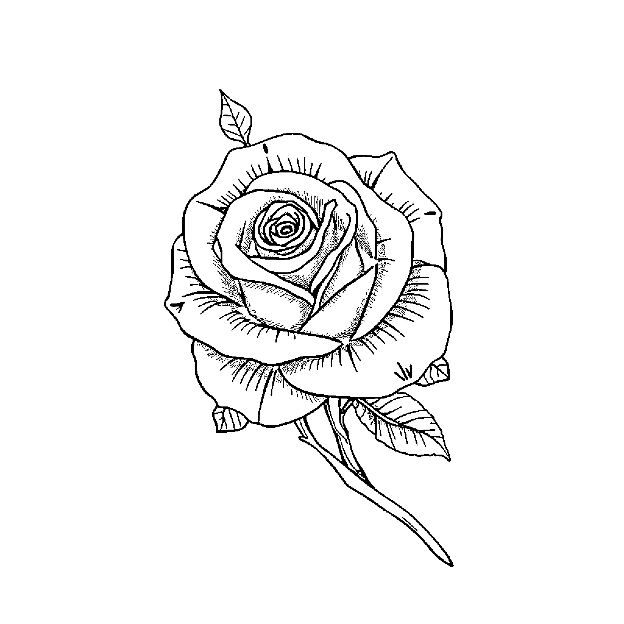 Rose blooming with intricate petals and leaves Coloring Page (free black-and-white line drawing printable PDF for all, from beginners to advanced learners, including children, teens, adults, and seniors)