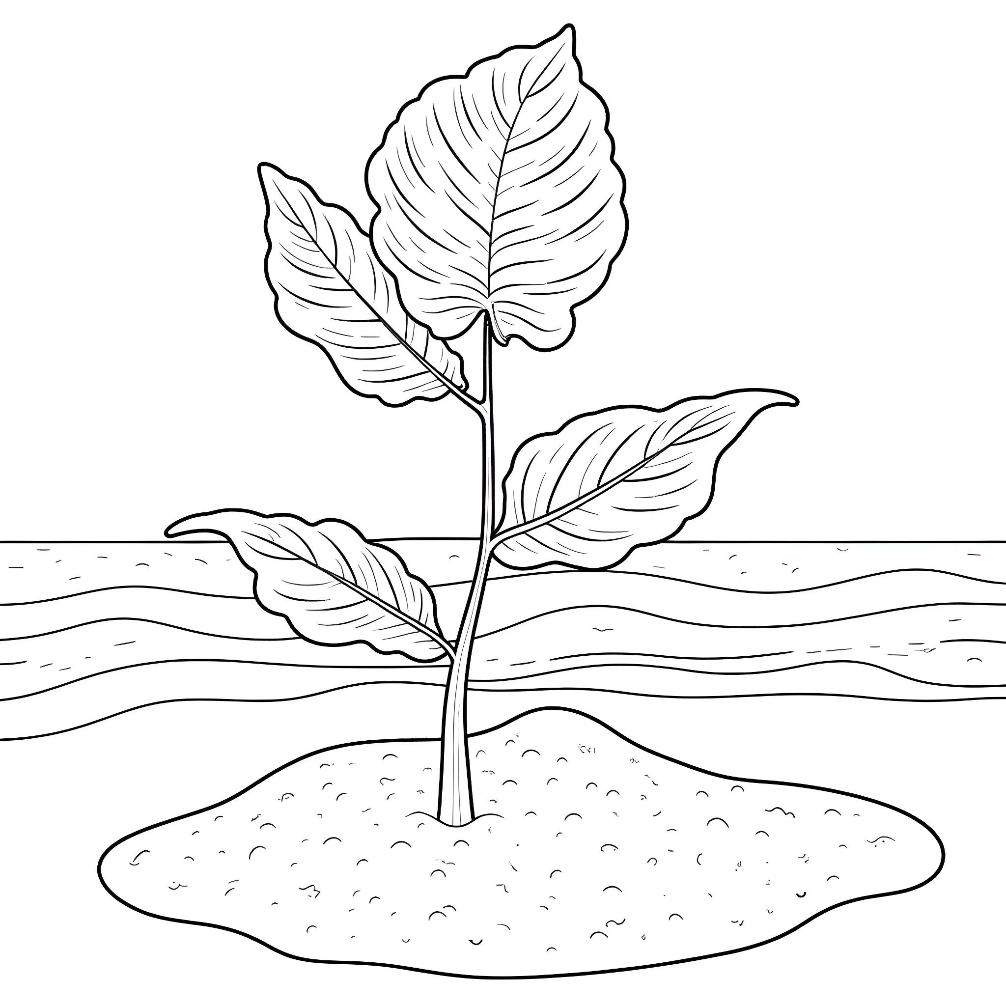 Monstera plant growing in the soil Coloring Page (free black-and-white line drawing printable PDF for all, from beginners to advanced learners, including children, teens, adults, and seniors)