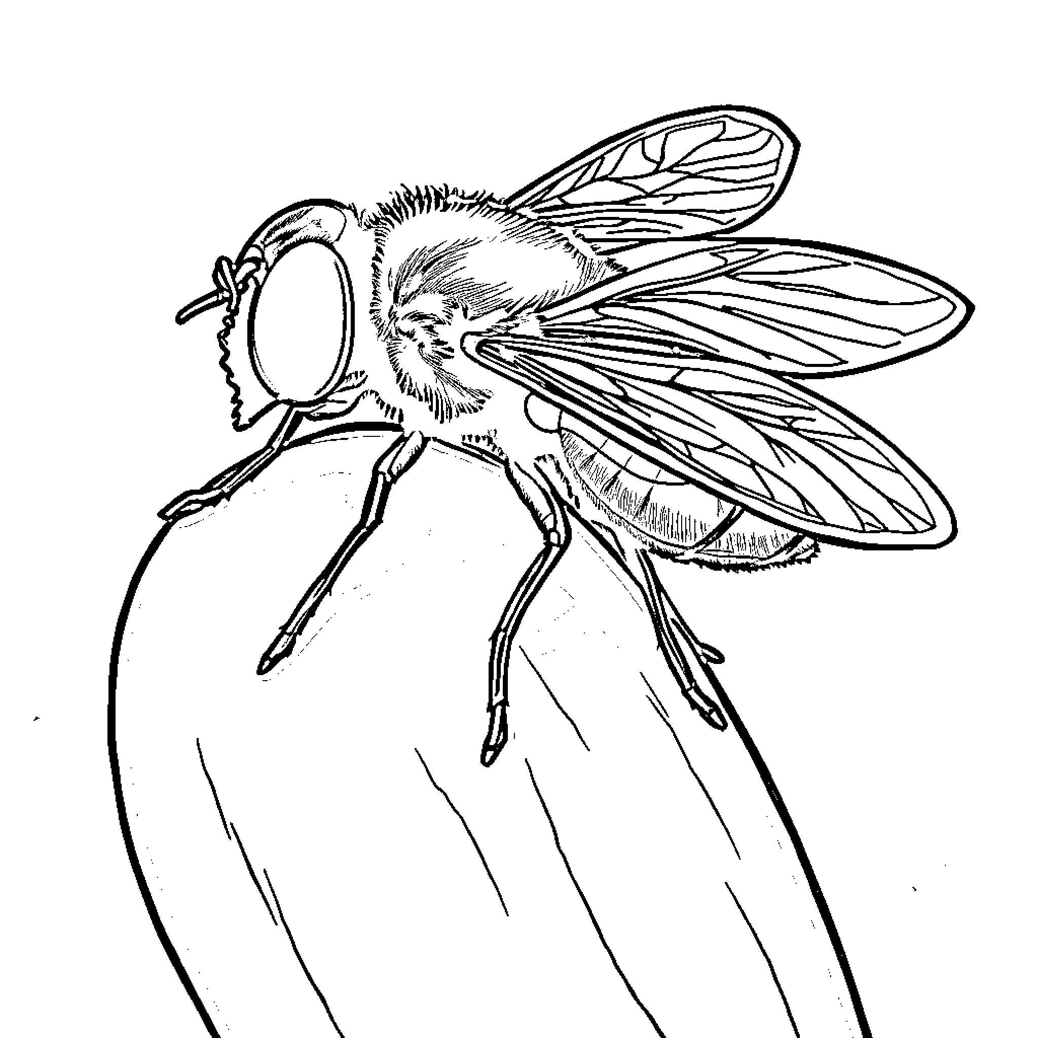 Mouche perched and ready to take flight Coloring Page (free black-and-white line drawing printable PDF for all, from beginners to advanced learners, including children, teens, adults, and seniors)