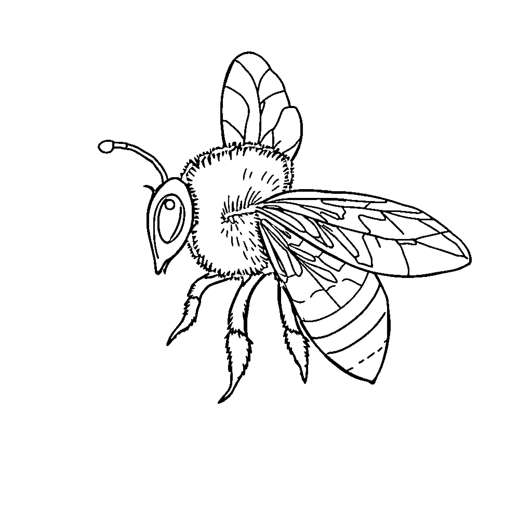 Bee exploring detailed wings and body Coloring Page (free black-and-white line drawing printable PDF for all, from beginners to advanced learners, including children, teens, adults, and seniors)