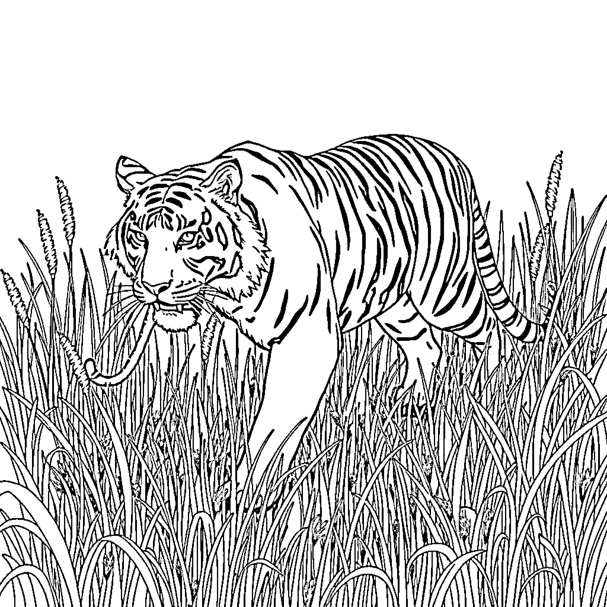 Tiger stalking in tall grass Coloring Page (free black-and-white line drawing printable PDF for all, from beginners to advanced learners, including children, teens, adults, and seniors)