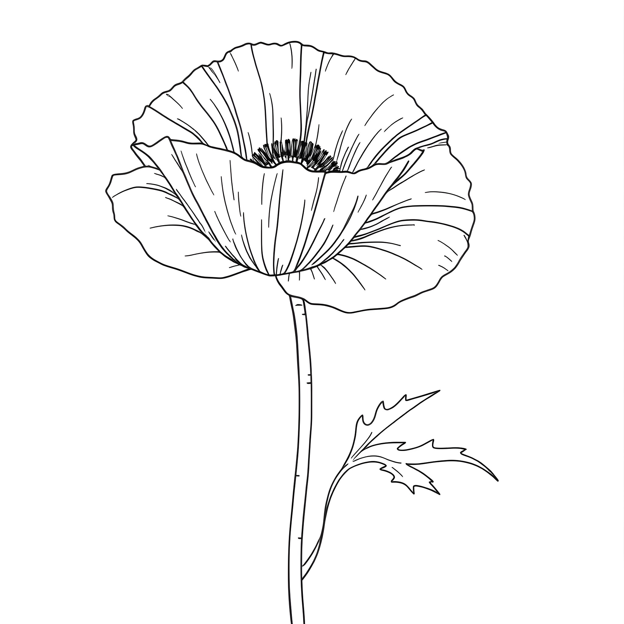 Poppy flower in simple black and white line art Coloring Page (free black-and-white line drawing printable PDF for all, from beginners to advanced learners, including children, teens, adults, and seniors)