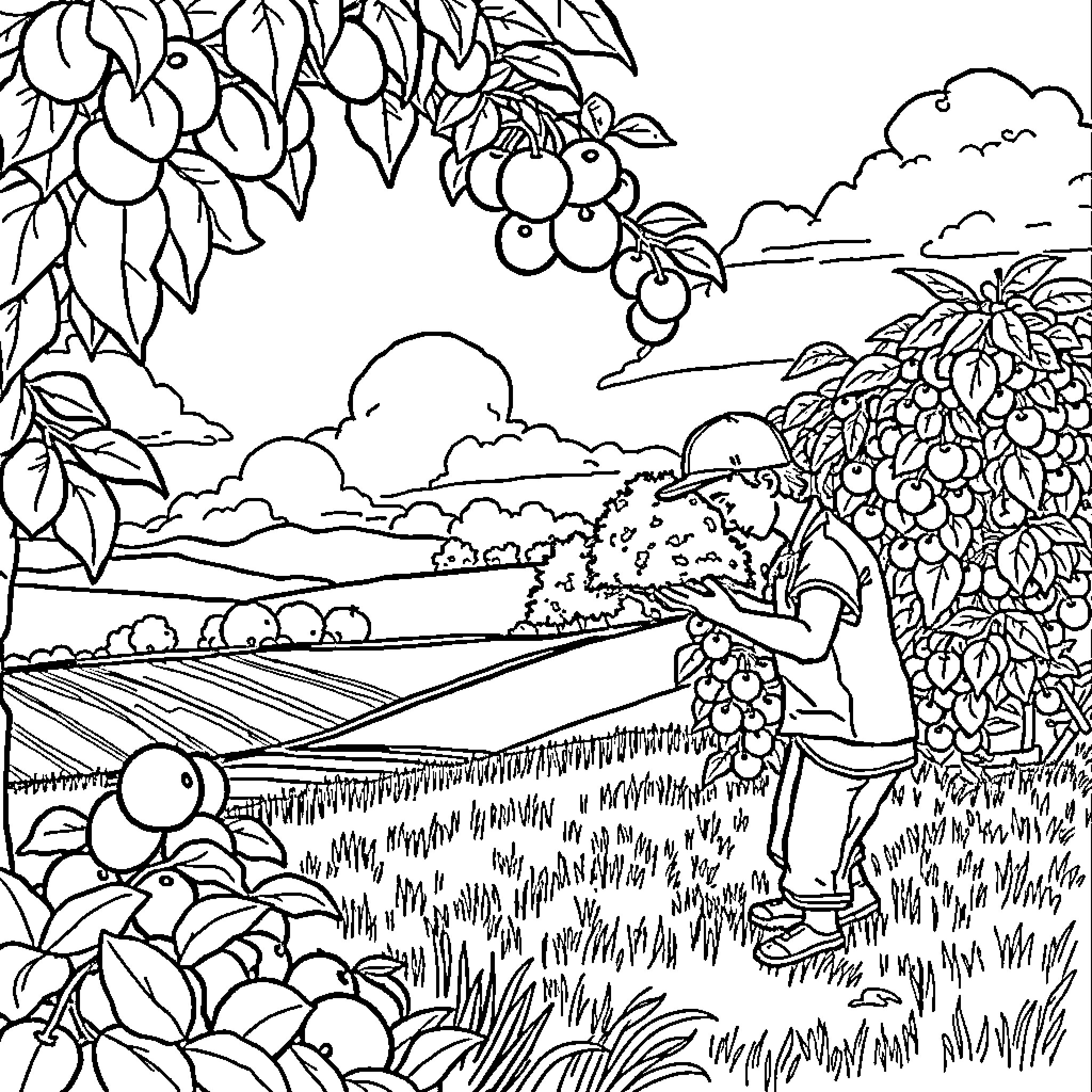 Fruit Harvest in the Countryside Coloring Page (free black-and-white line drawing printable PDF for all, from beginners to advanced learners, including children, teens, adults, and seniors)