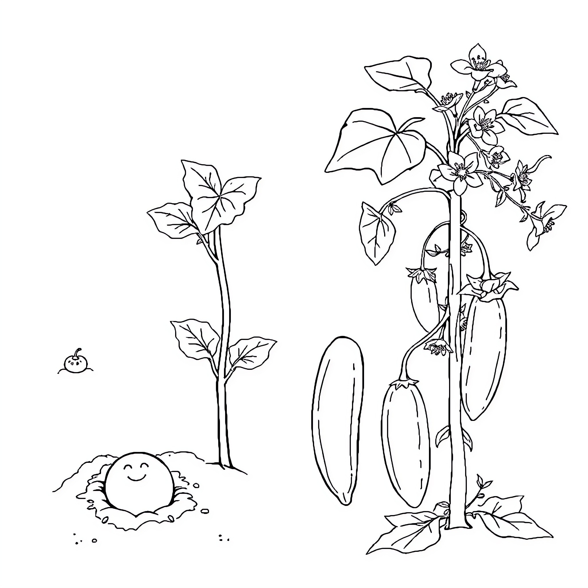 Cucumber Plants Growing with Whimsical Flowers Coloring Page (free black-and-white line drawing printable PDF for all, from beginners to advanced learners, including children, teens, adults, and seniors)