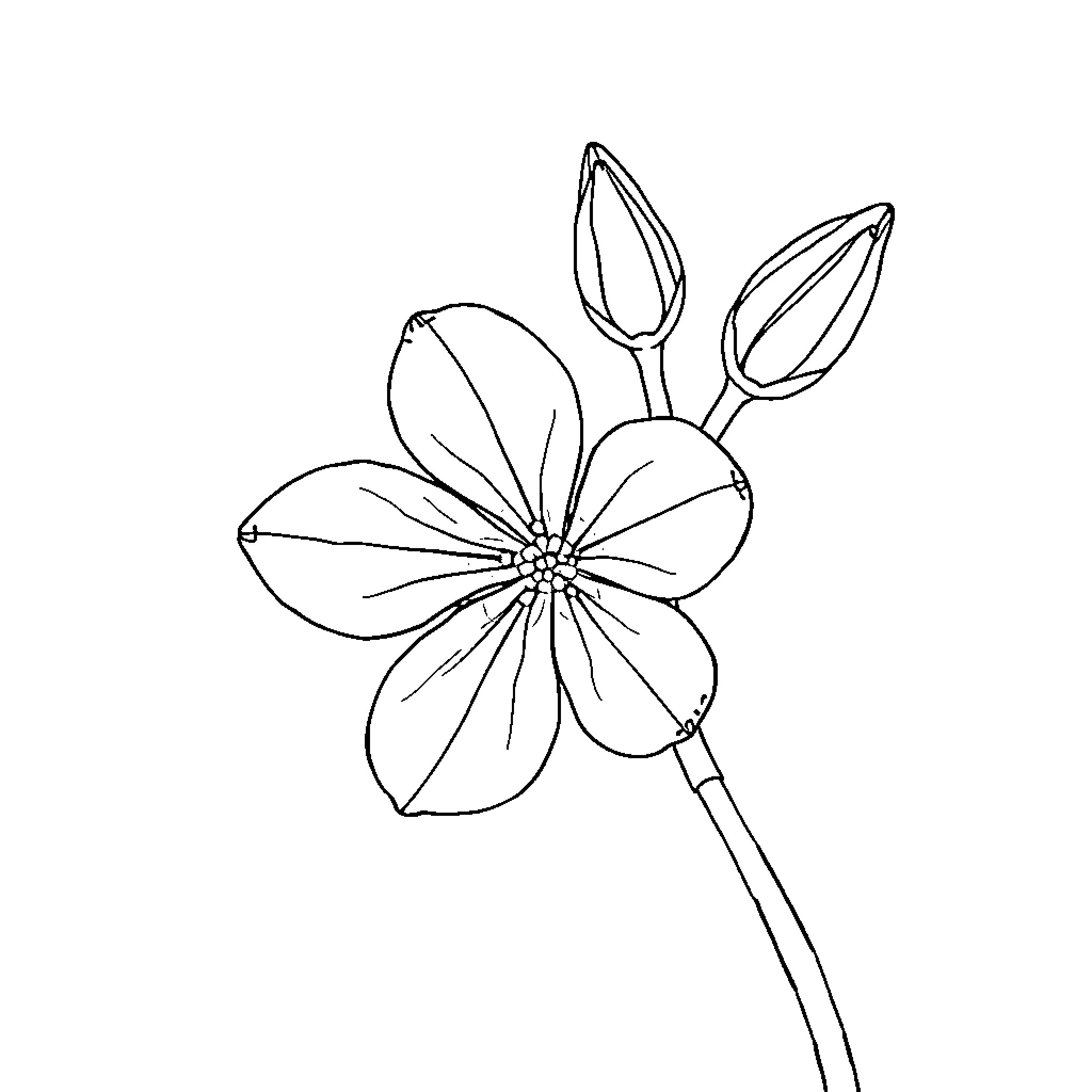 Bluet Flower in Botanical Illustration Coloring Page (free black-and-white line drawing printable PDF for all, from beginners to advanced learners, including children, teens, adults, and seniors)