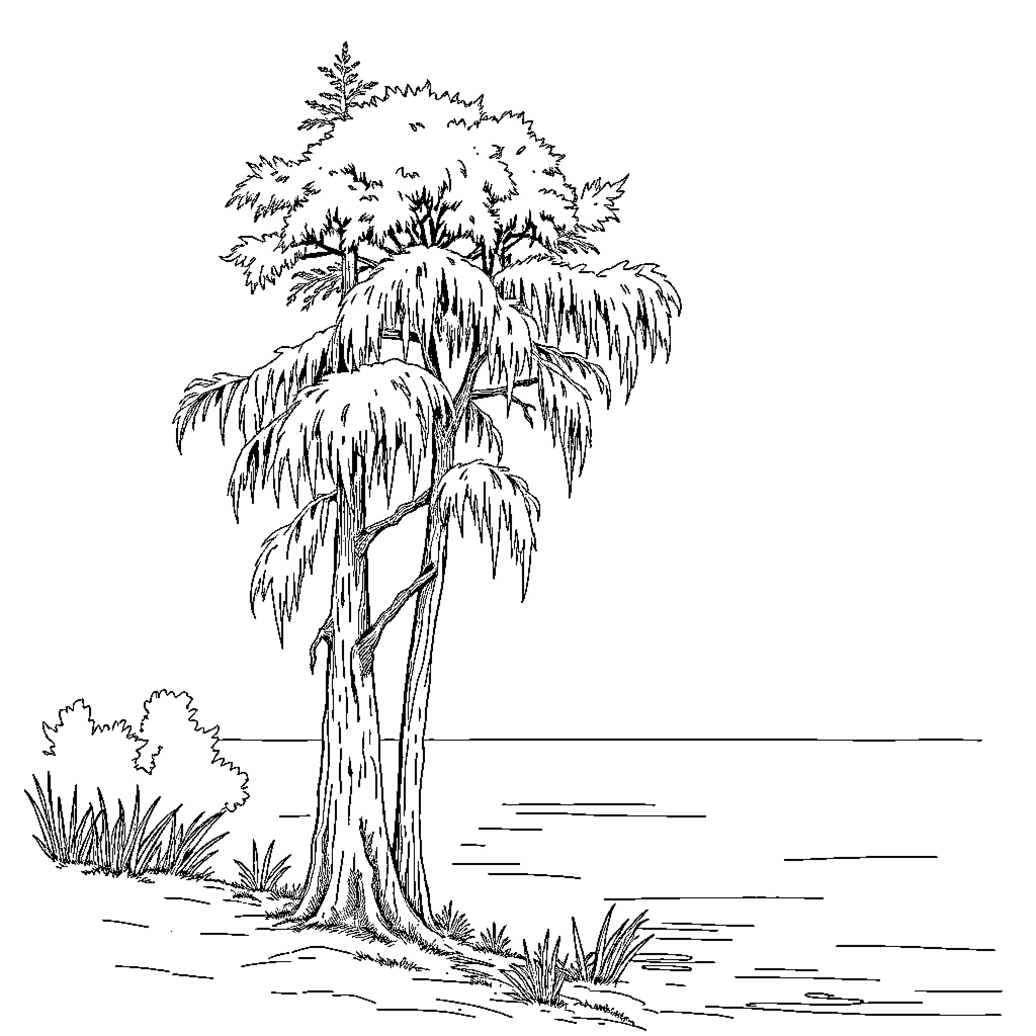 Cypress trees in serene natural landscape Coloring Page (free black-and-white line drawing printable PDF for all, from beginners to advanced learners, including children, teens, adults, and seniors)