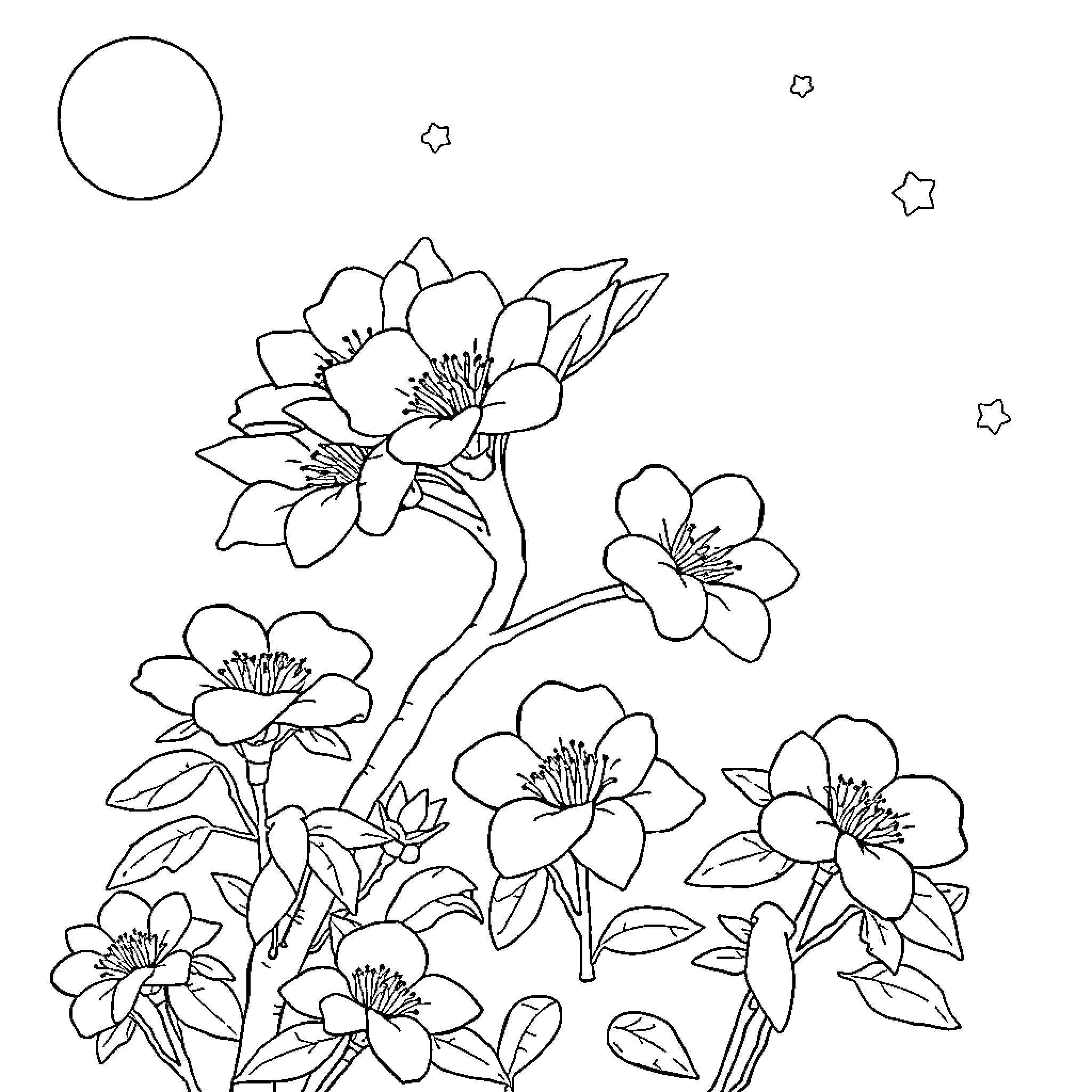 Cherry Tree Flowers Blooming Under the Starry Sky Coloring Page (free black-and-white line drawing printable PDF for all, from beginners to advanced learners, including children, teens, adults, and seniors)