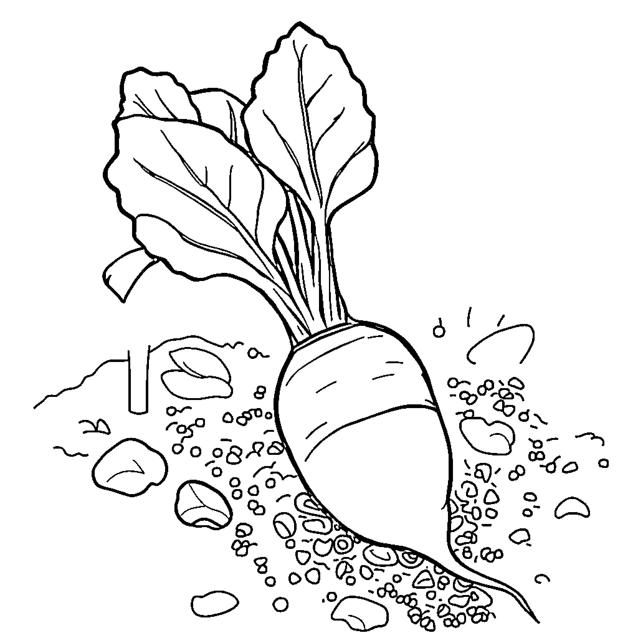 Radish popping up from the ground Coloring Page (free black-and-white line drawing printable PDF for all, from beginners to advanced learners, including children, teens, adults, and seniors)