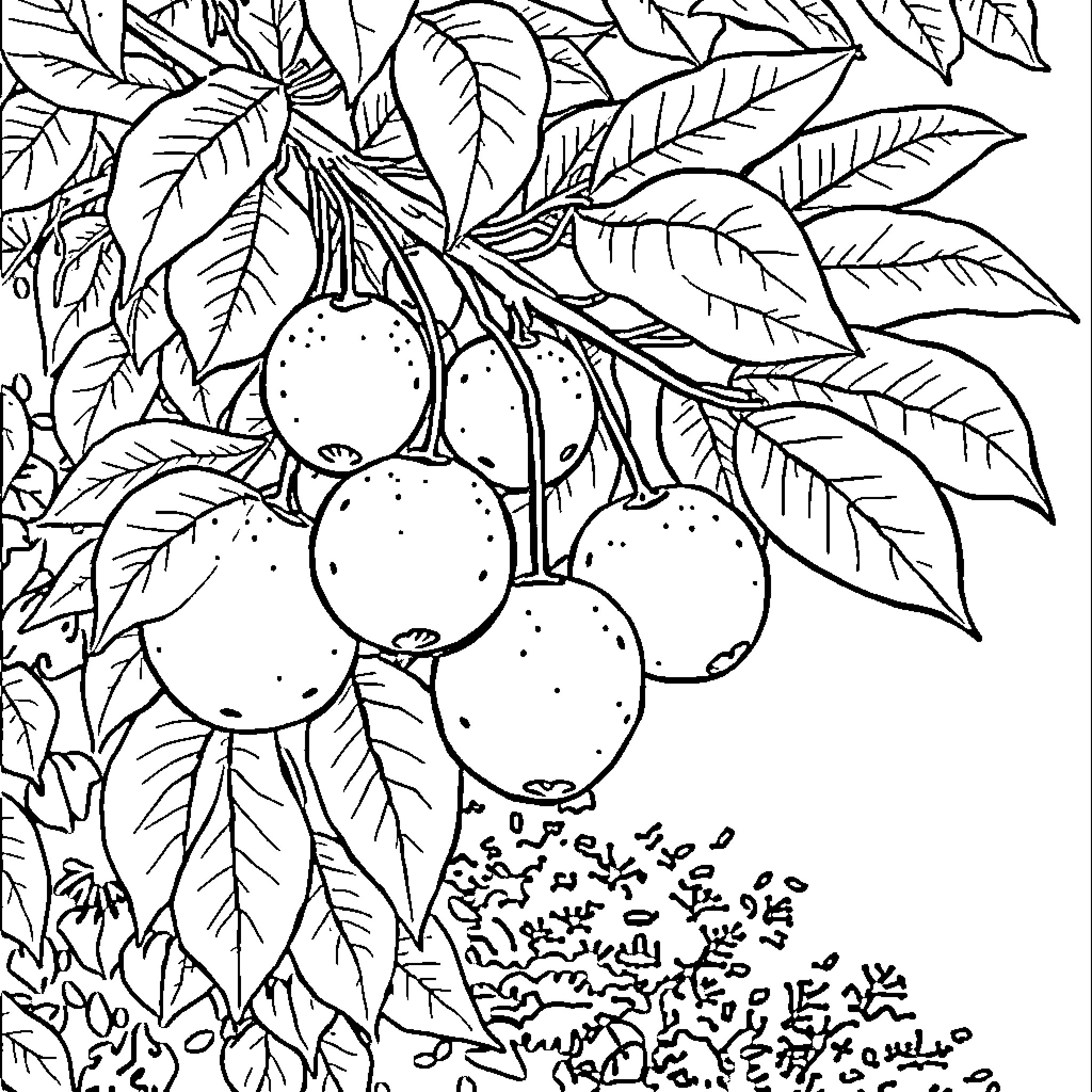 Fruit Hanging Amidst Lush Foliage Coloring Page (free black-and-white line drawing printable PDF for all, from beginners to advanced learners, including children, teens, adults, and seniors)