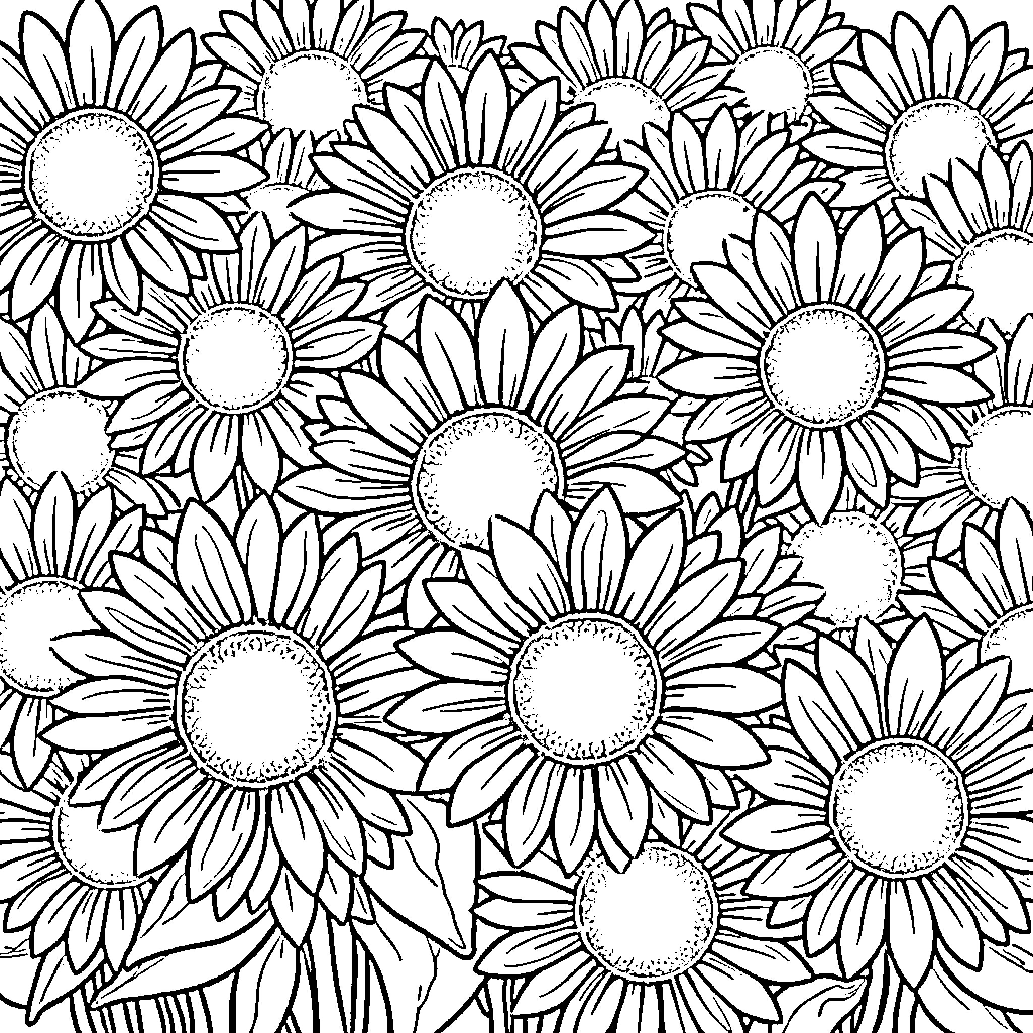 Sunflower field in black and white Coloring Page (free black-and-white line drawing printable PDF for all, from beginners to advanced learners, including children, teens, adults, and seniors)