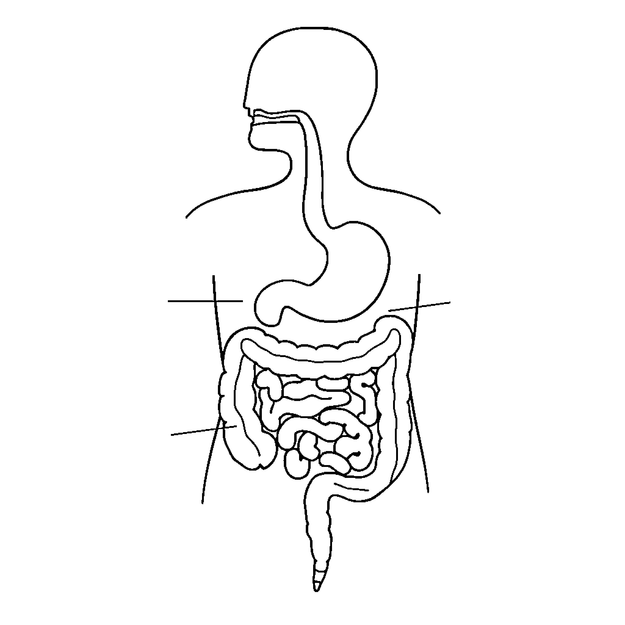 Digestive System Diagram Illustration Coloring Page (free black-and-white line drawing printable PDF for all, from beginners to advanced learners, including children, teens, adults, and seniors)