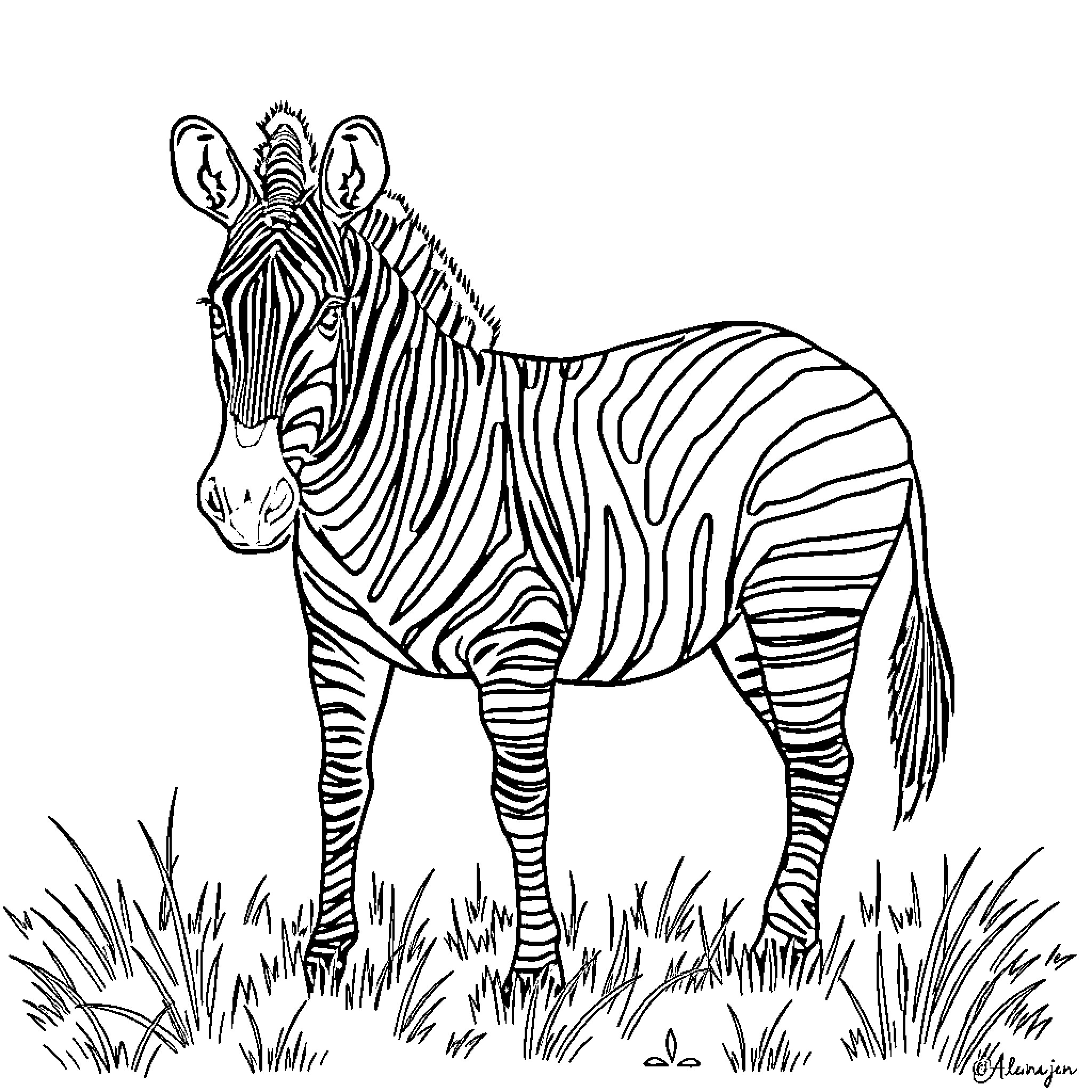 Zebra standing in tall grass Coloring Page (free black-and-white line drawing printable PDF for all, from beginners to advanced learners, including children, teens, adults, and seniors)