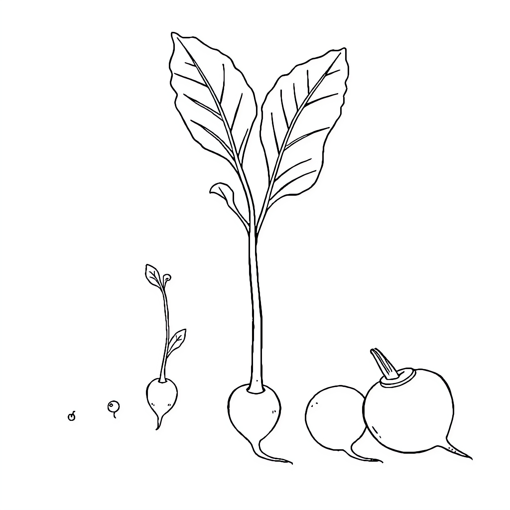 Radish plant with leaves and roots Coloring Page (free black-and-white line drawing printable PDF for all, from beginners to advanced learners, including children, teens, adults, and seniors)