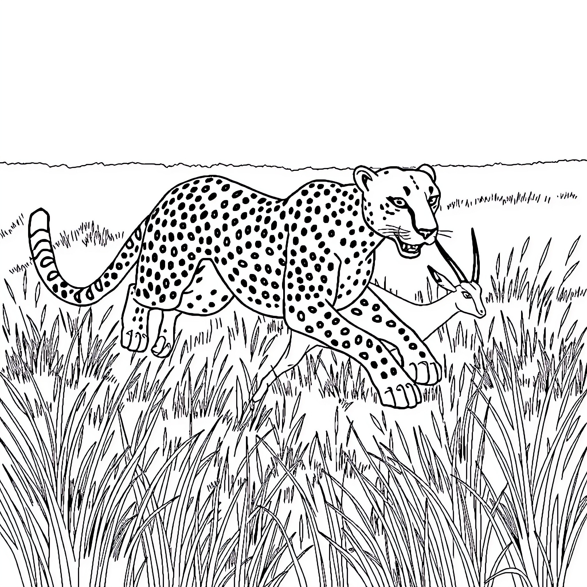 Cheetah stalking through the grass Coloring Page (free black-and-white line drawing printable PDF for all, from beginners to advanced learners, including children, teens, adults, and seniors)