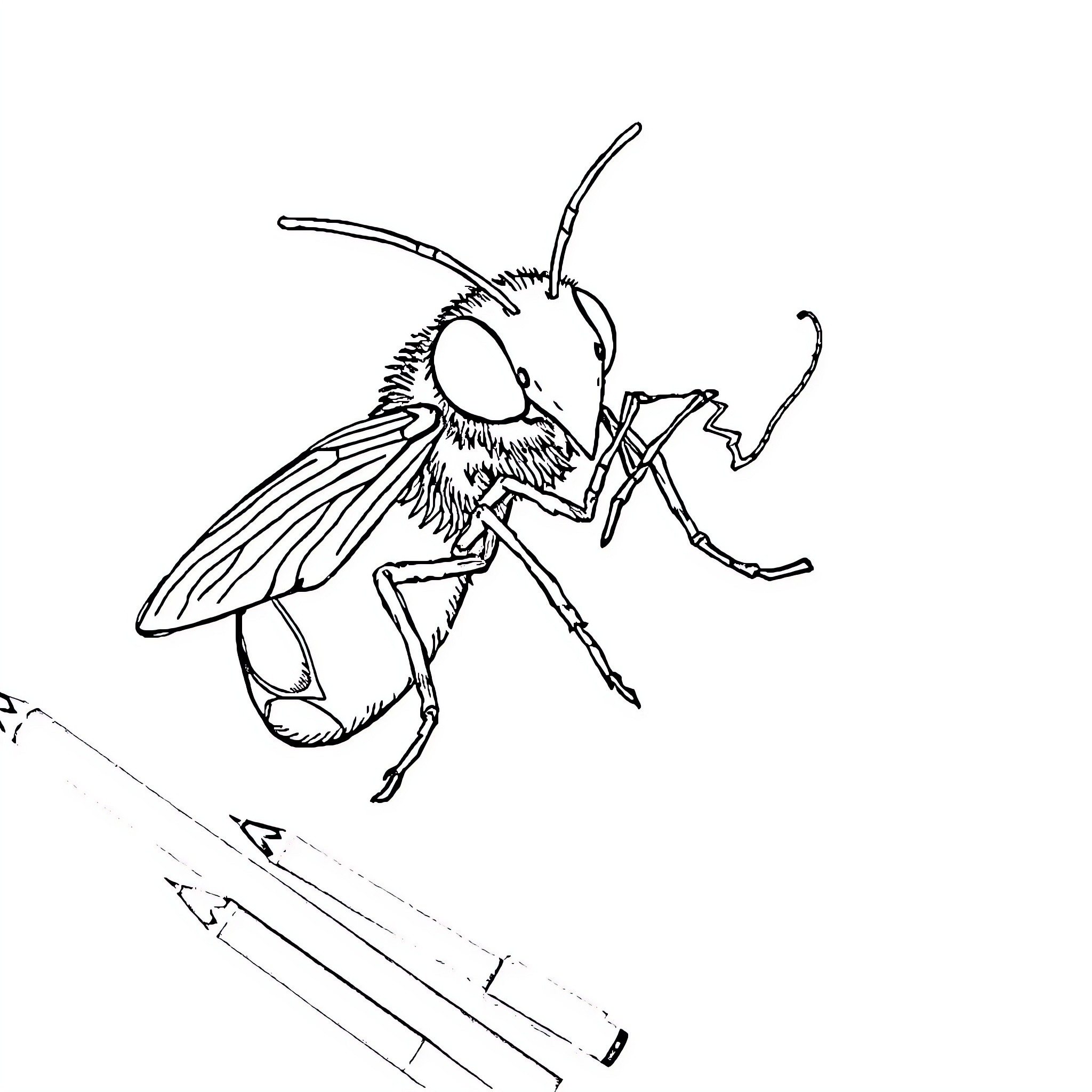 Fly with intricate wings in mid-flight Coloring Page (free black-and-white line drawing printable PDF for all, from beginners to advanced learners, including children, teens, adults, and seniors)