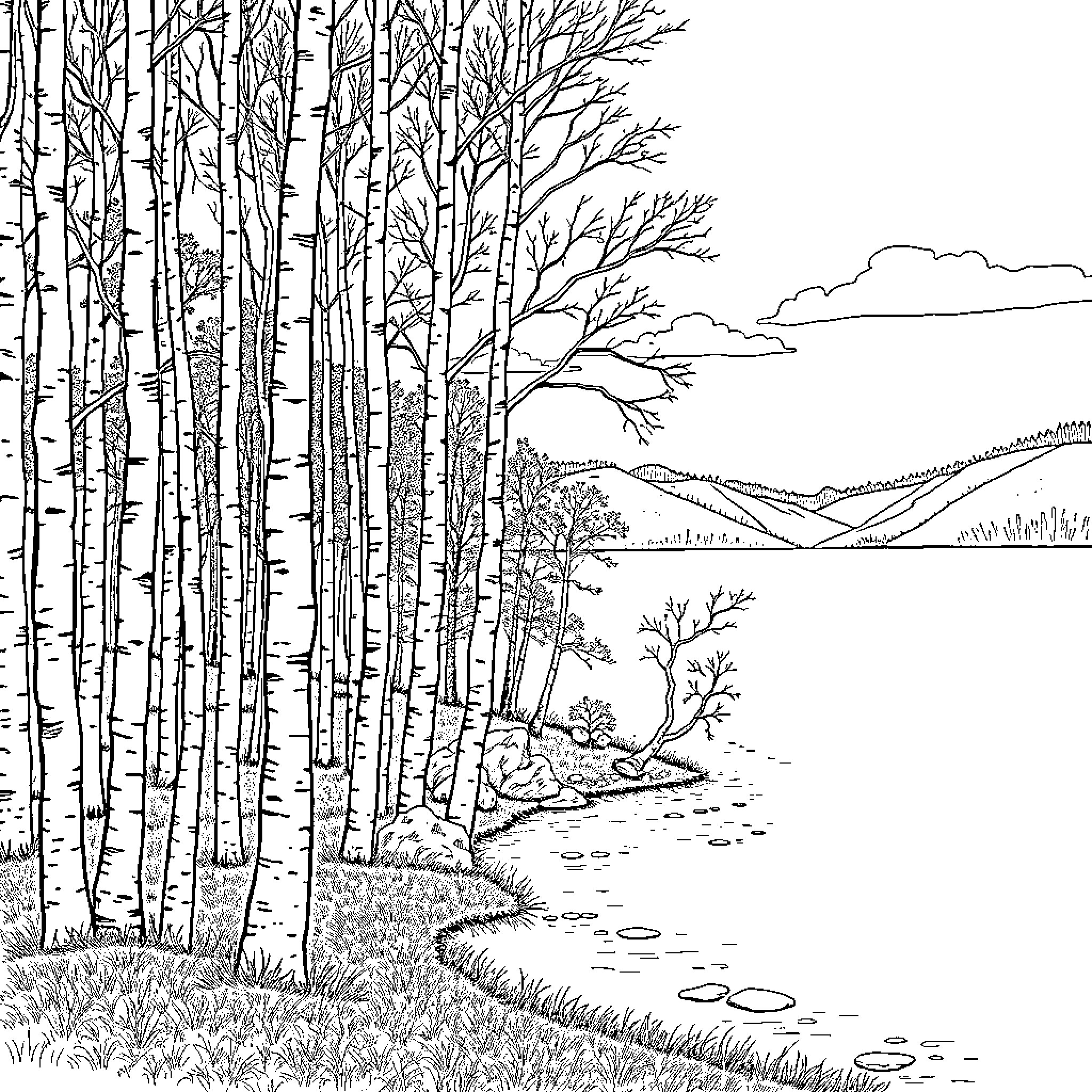 Birch trees along a serene forest stream Coloring Page (free black-and-white line drawing printable PDF for all, from beginners to advanced learners, including children, teens, adults, and seniors)