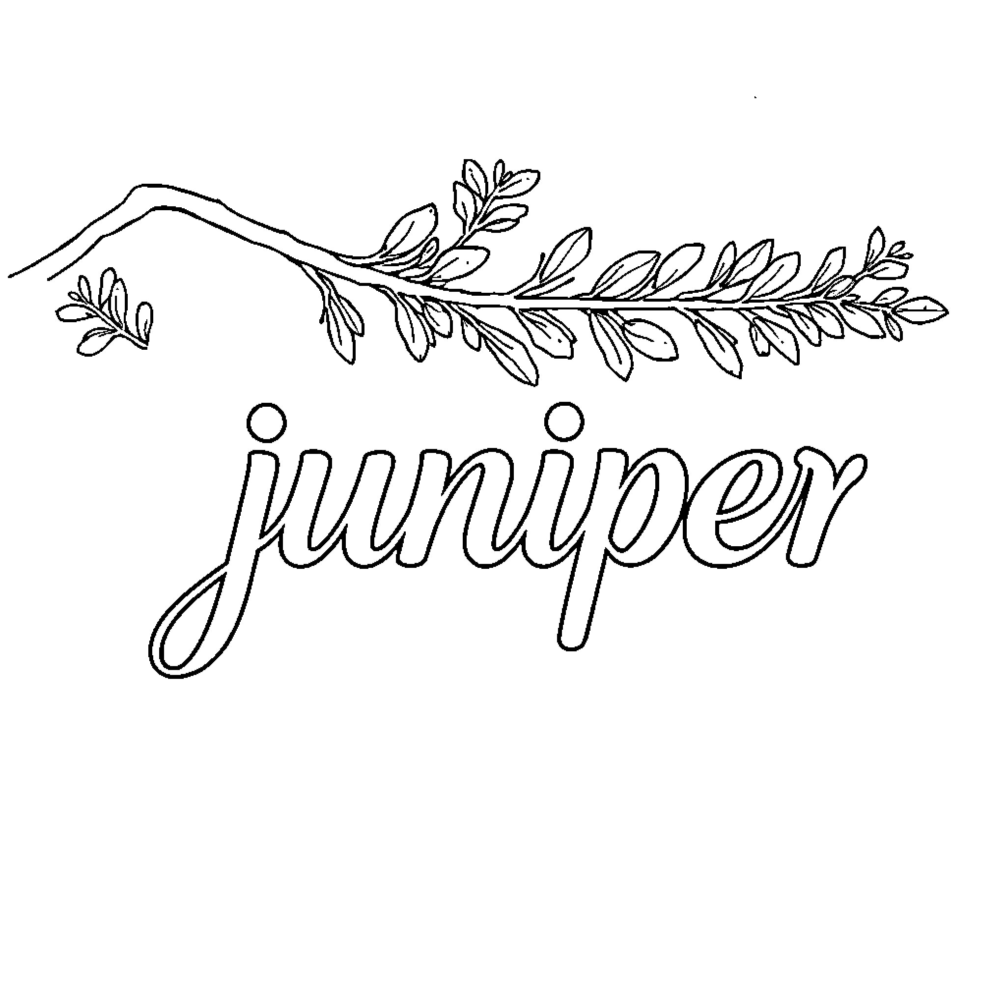 Juniper with decorative floral branch Coloring Page (free black-and-white line drawing printable PDF for all, from beginners to advanced learners, including children, teens, adults, and seniors)